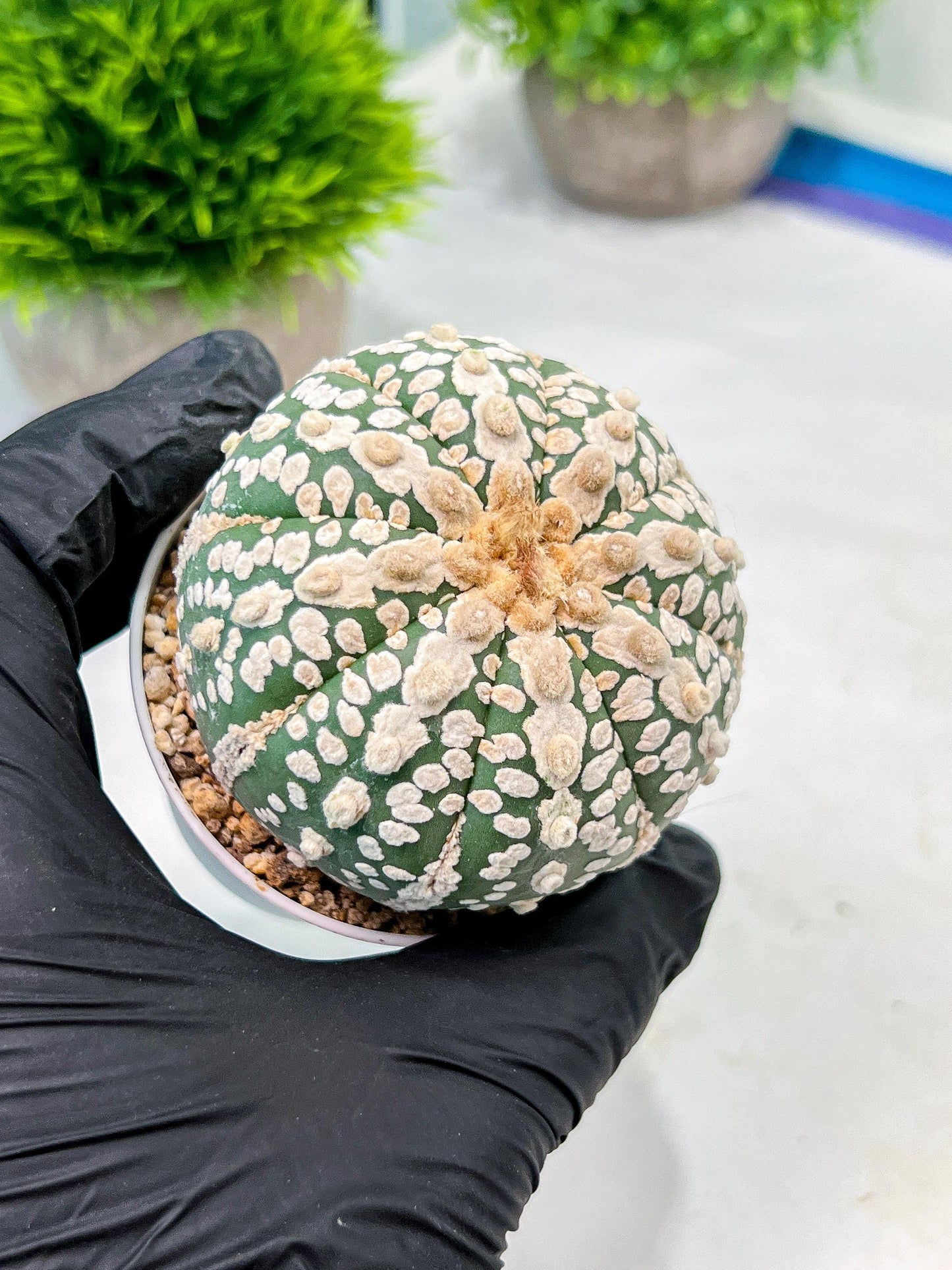 Custom Order- We’ll send you the exact live plant pictured (T9) (p5) | Las Vegas Plant Shp | 3" Pot