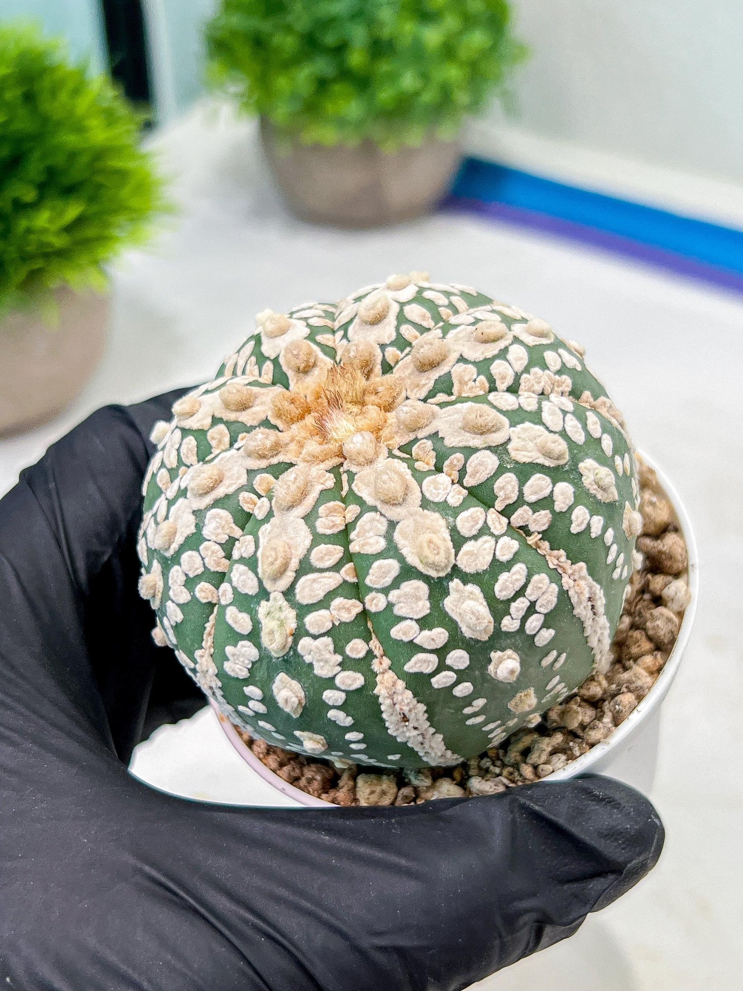 Custom Order- We’ll send you the exact live plant pictured (T9) (p5) | Las Vegas Plant Shp | 3" Pot