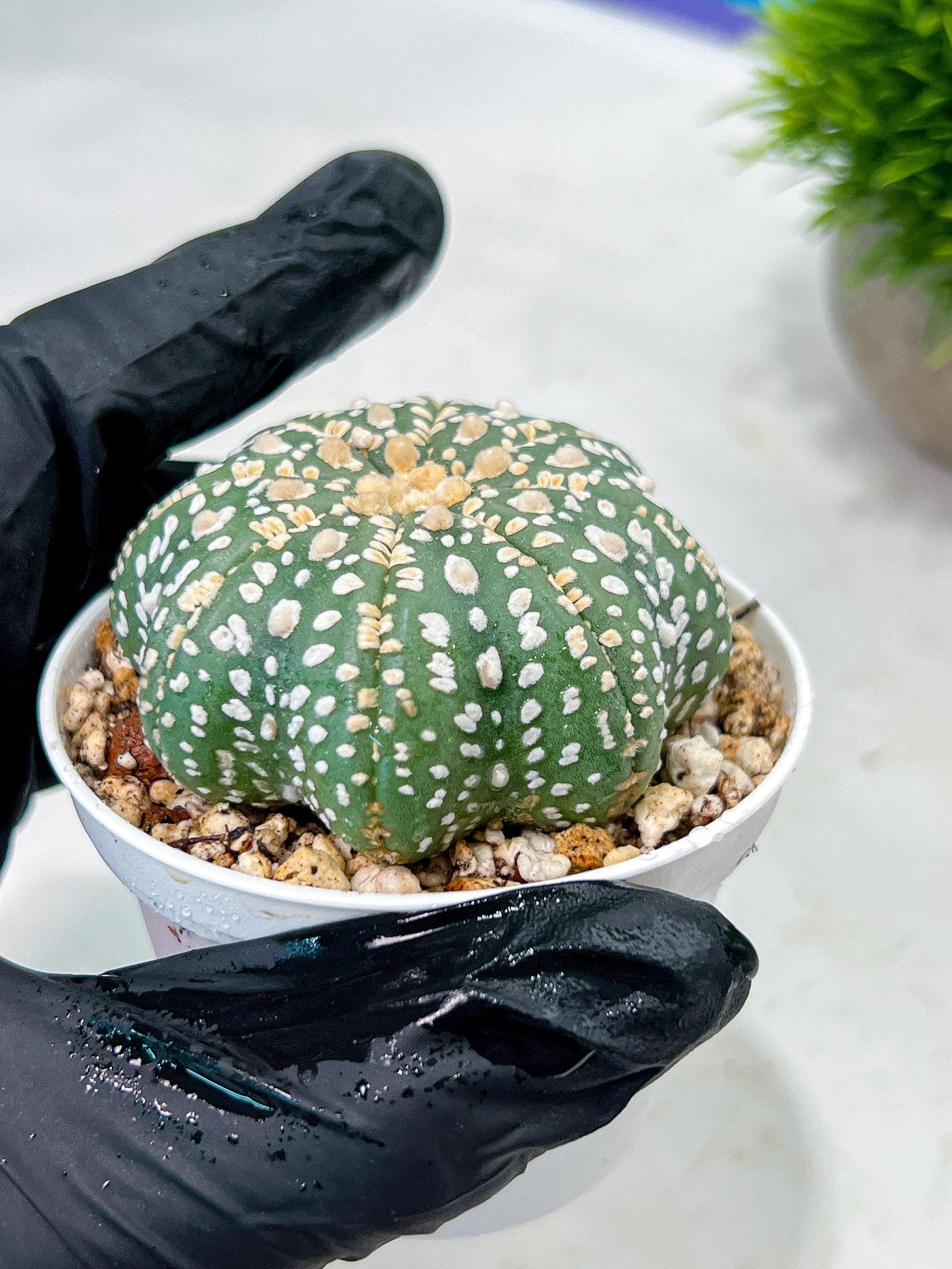 Custom Order- We’ll send you the exact live plant pictured (T10) (p1) | Imported From Japan | 3" Pot
