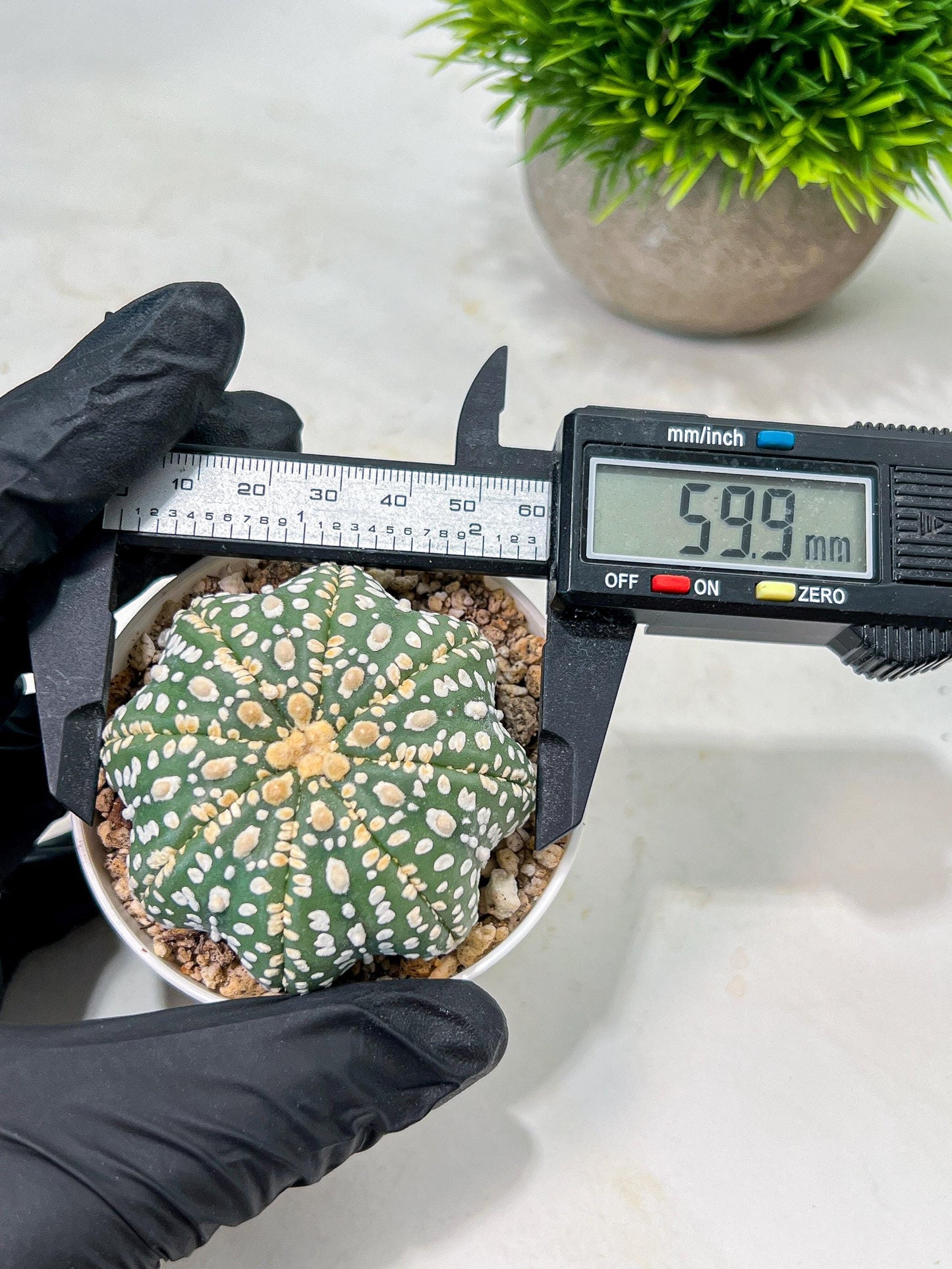 Custom Order- We’ll send you the exact live plant pictured (T10) (p1) | Imported From Japan | 3" Pot