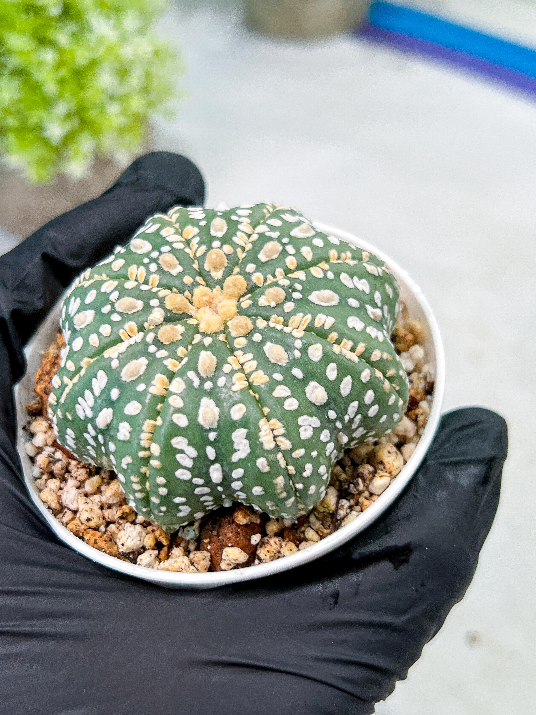 Custom Order- We’ll send you the exact live plant pictured (T10) (p1) | Imported From Japan | 3