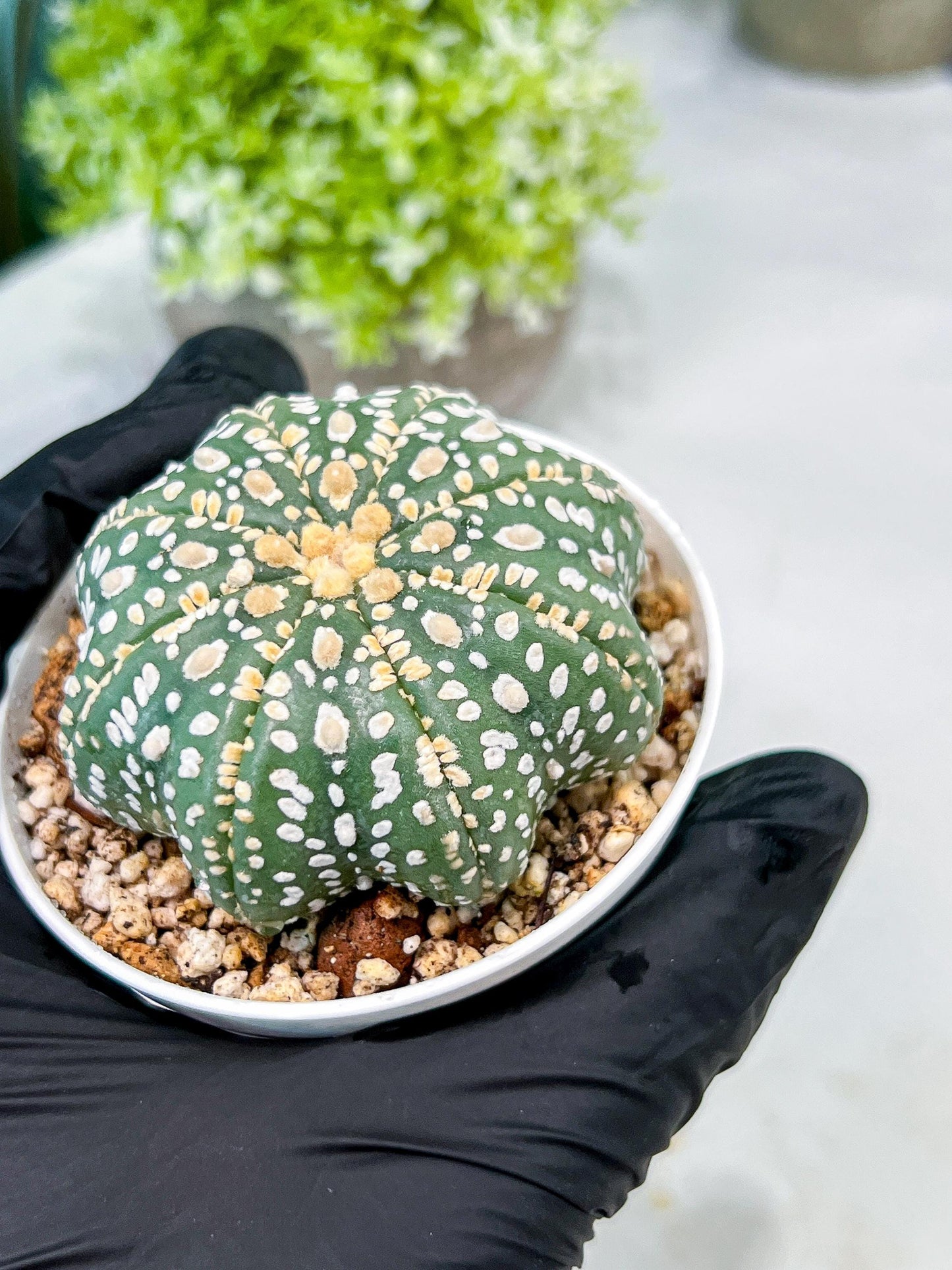 Custom Order- We’ll send you the exact live plant pictured (T10) (p1) | Imported From Japan | 3" Pot