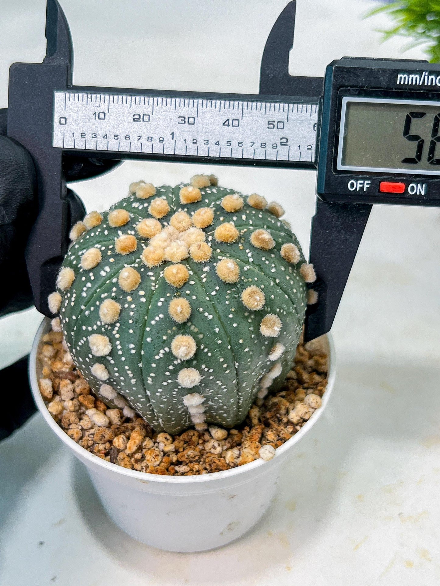 Custom Order- We’ll send you the exact live plant pictured (T10) (p2) | Las Vegas Plant Shop | 3" Pot