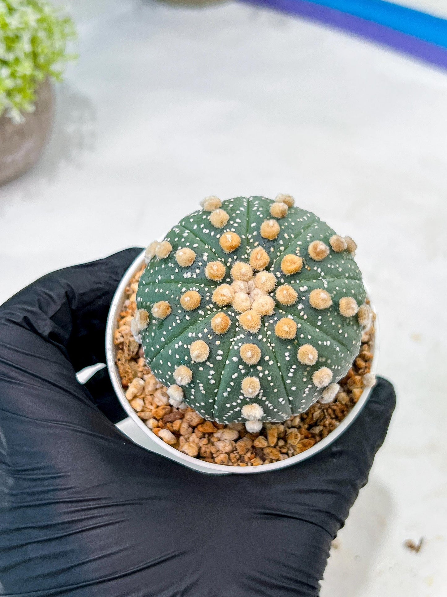 Custom Order- We’ll send you the exact live plant pictured (T10) (p2) | Las Vegas Plant Shop | 3" Pot