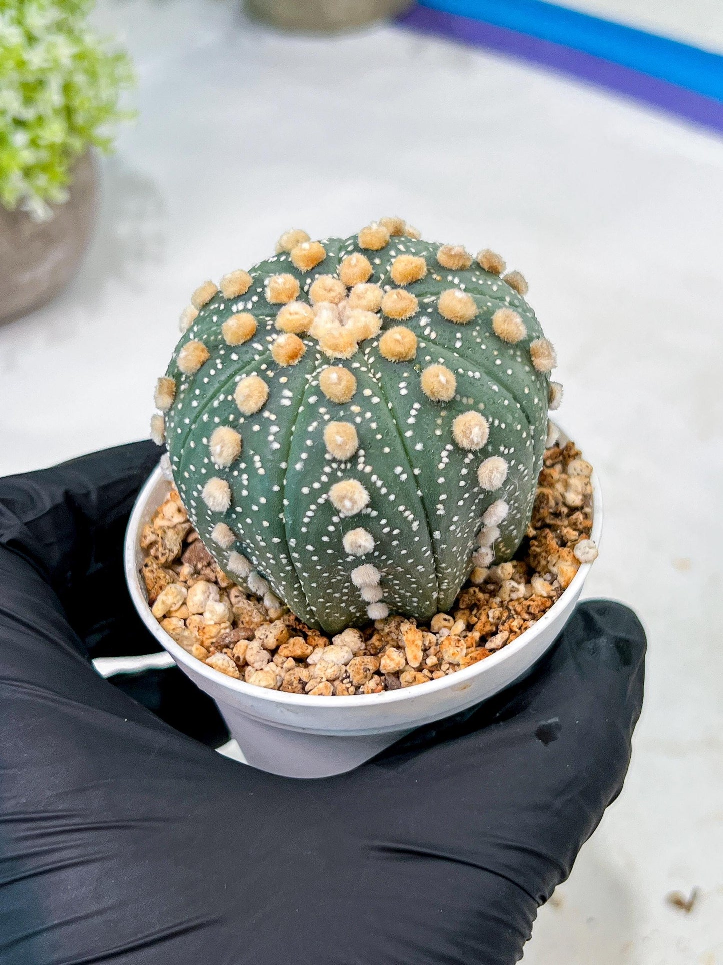 Custom Order- We’ll send you the exact live plant pictured (T10) (p2) | Las Vegas Plant Shop | 3" Pot