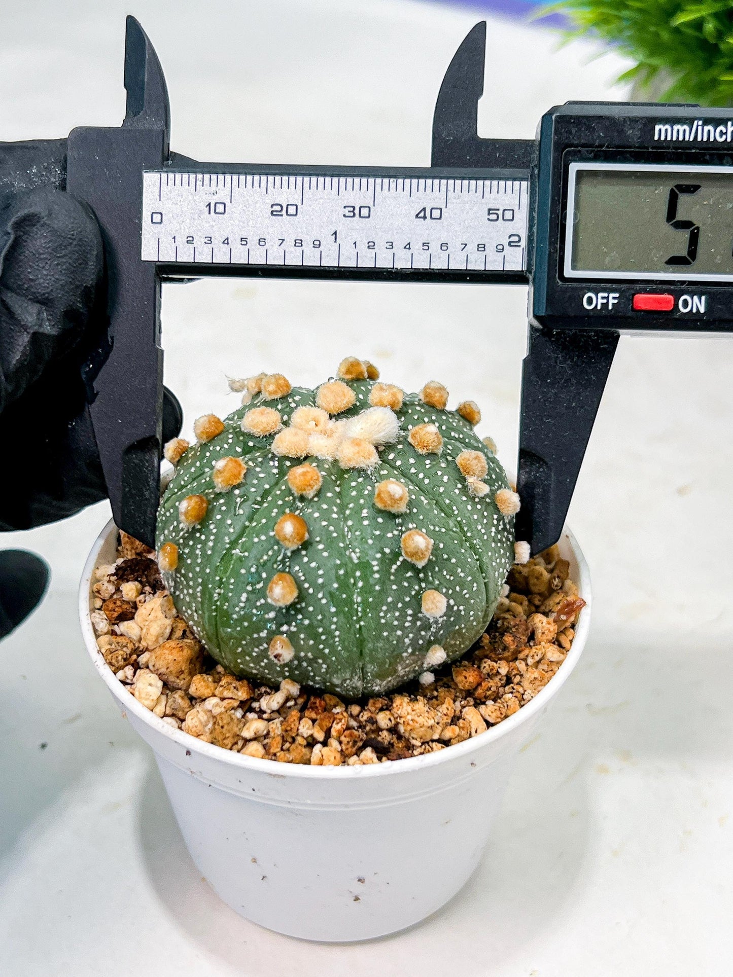 Custom Order- We’ll send you the exact live plant pictured (T10) (p3) | SHIP from USA | 3" Pot
