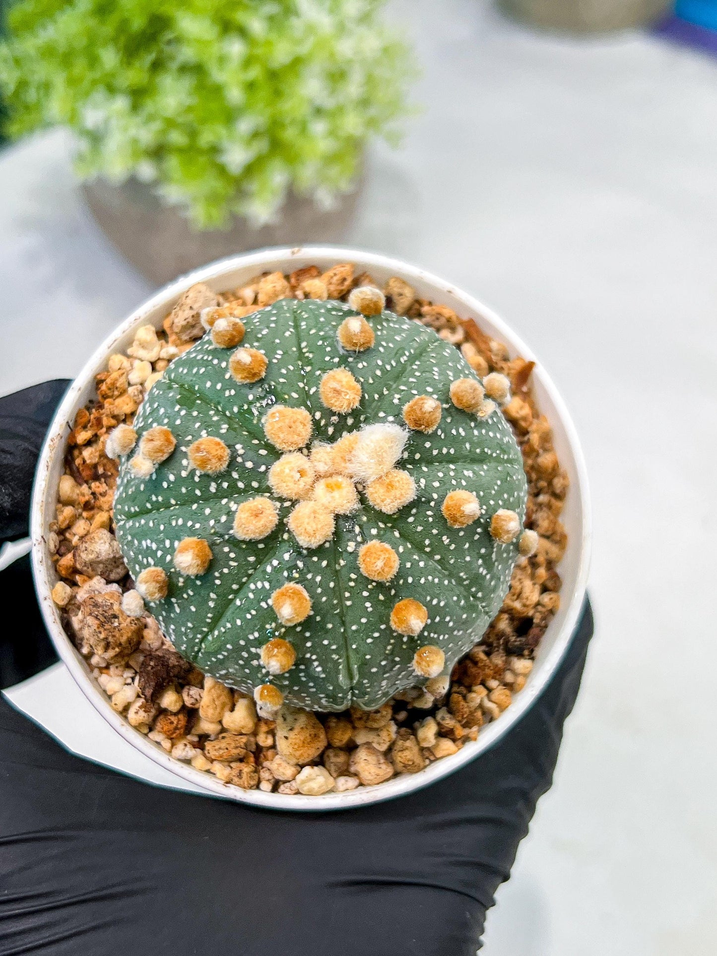 Custom Order- We’ll send you the exact live plant pictured (T10) (p3) | SHIP from USA | 3" Pot