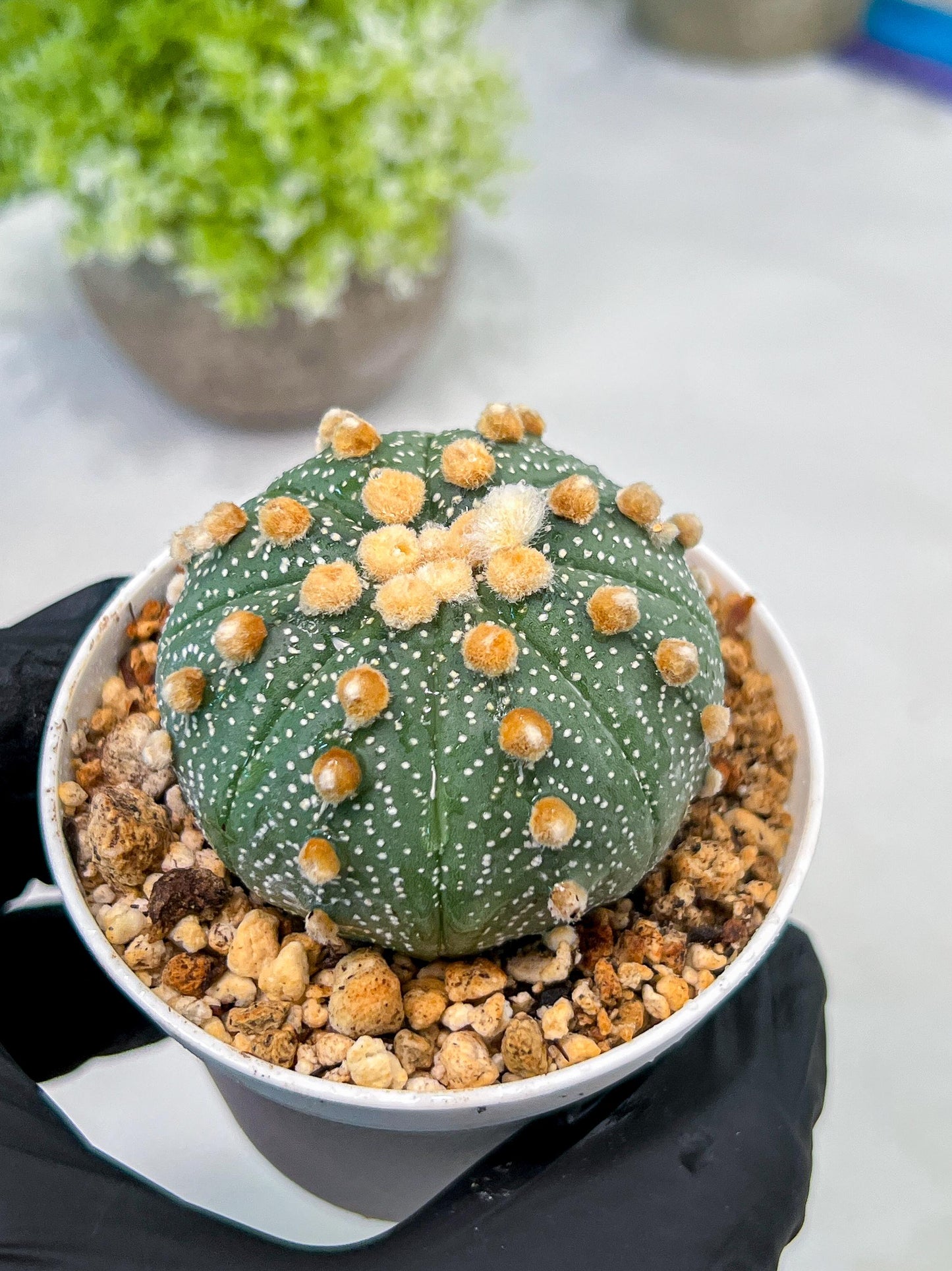 Custom Order- We’ll send you the exact live plant pictured (T10) (p3) | SHIP from USA | 3" Pot