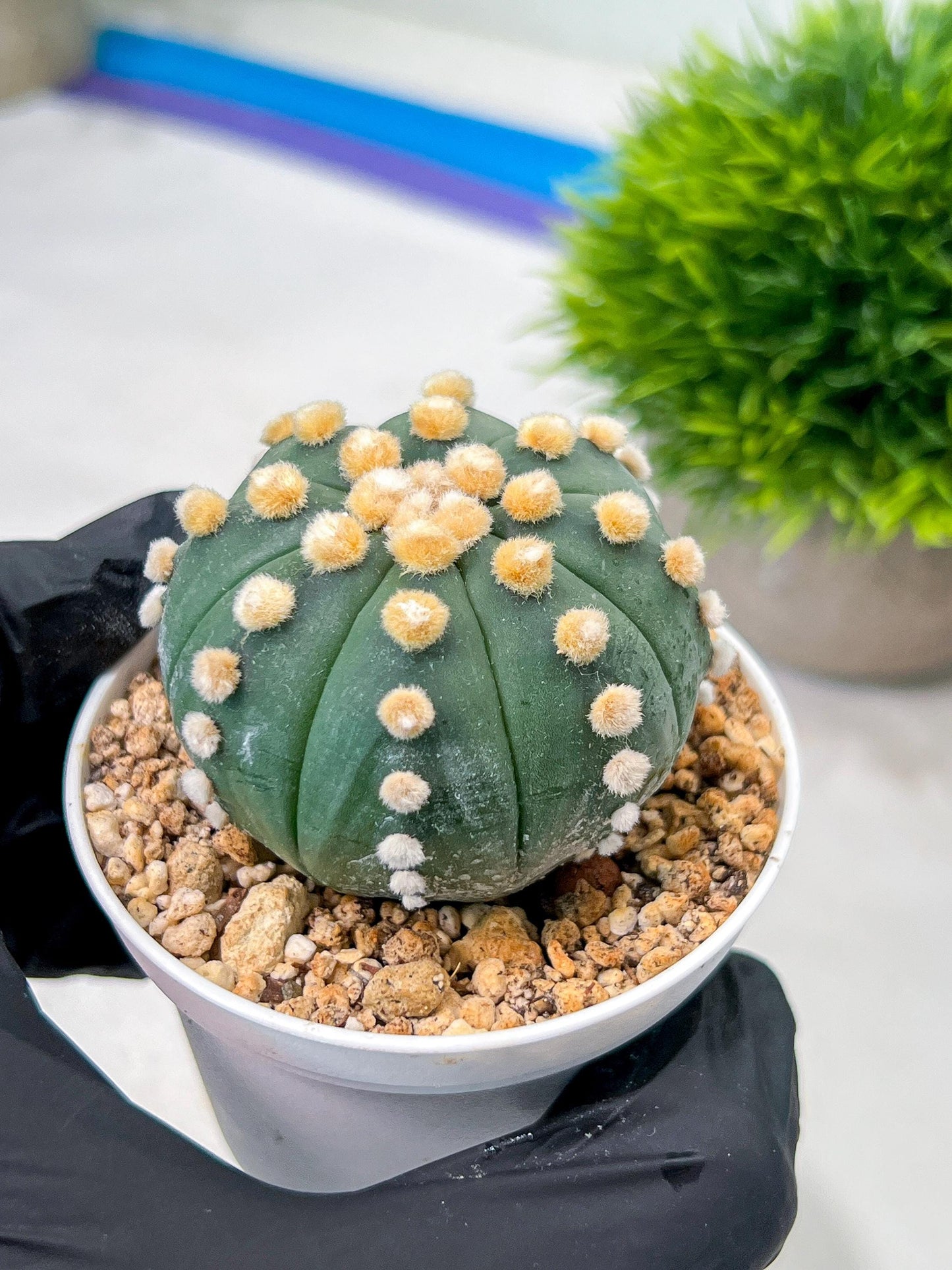 Custom Order- We’ll send you the exact live plant pictured (T10) (p4) | Las Vegas PLANT SELLER| 3" Pot