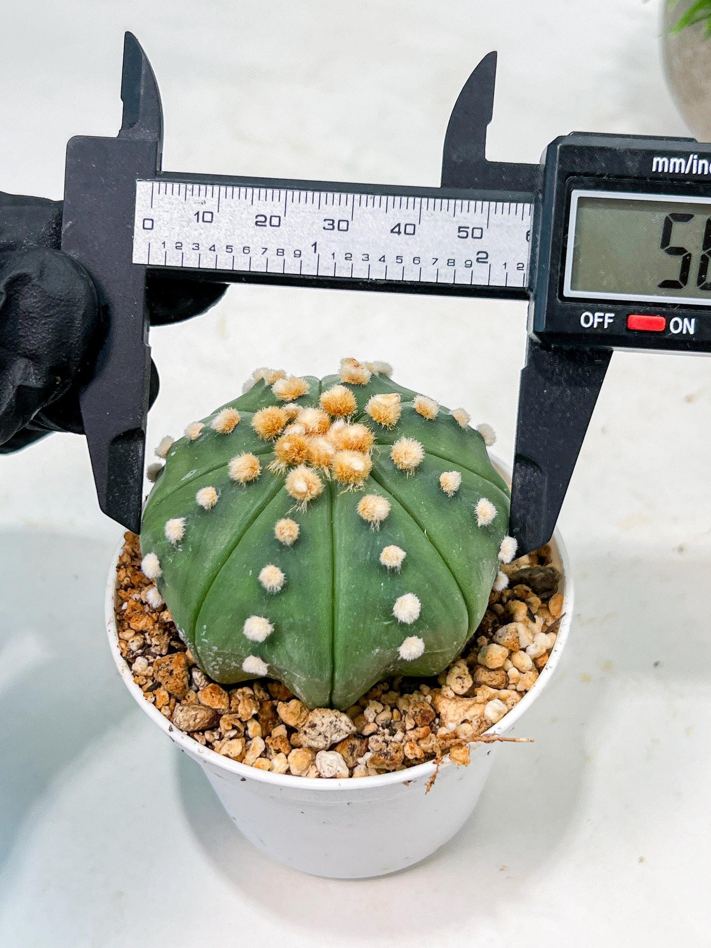 Custom Order- We’ll send you the exact live plant pictured (T10) (p5) | Las Vegas Plant Shp | 3" Pot