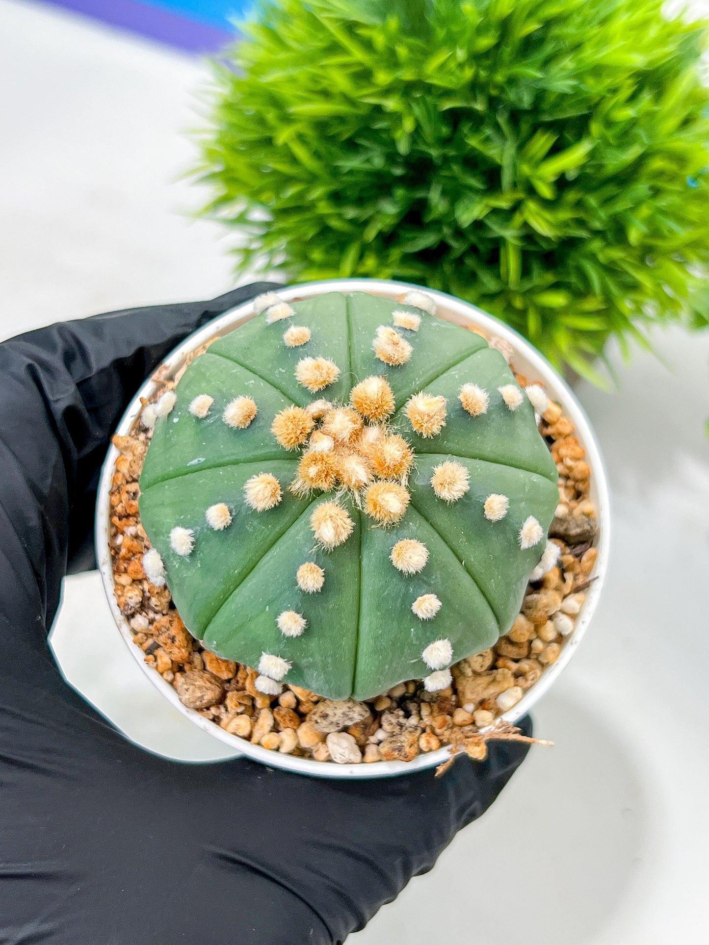 Custom Order- We’ll send you the exact live plant pictured (T10) (p5) | Las Vegas Plant Shp | 3" Pot
