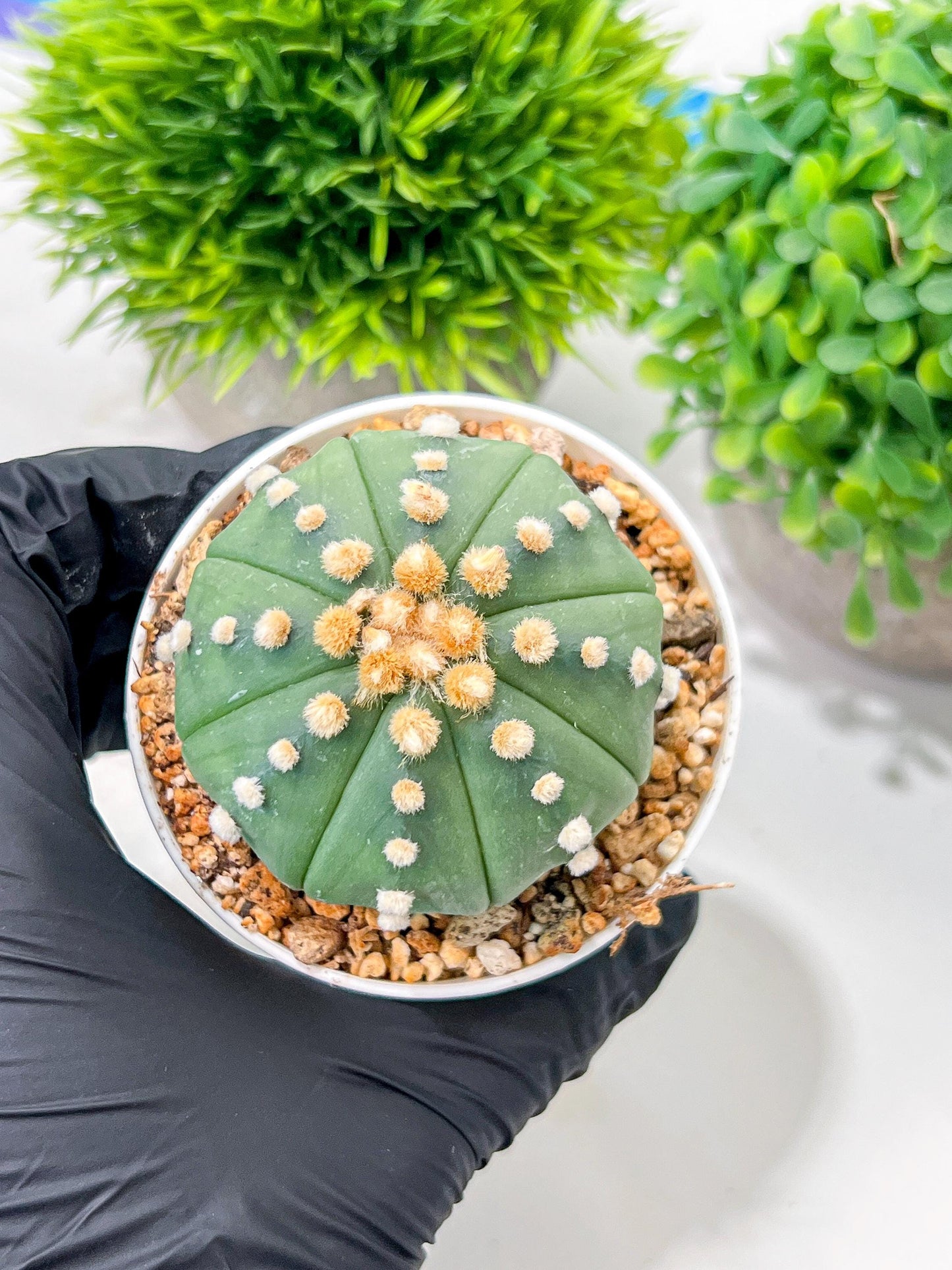 Custom Order- We’ll send you the exact live plant pictured (T10) (p5) | Las Vegas Plant Shp | 3" Pot