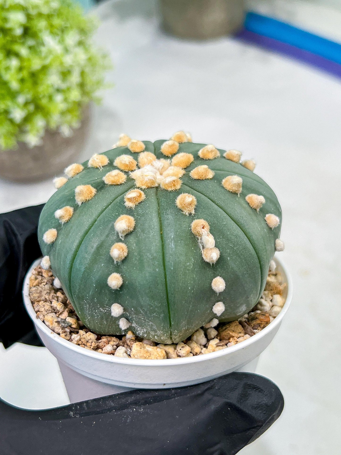 Custom Order- We’ll send you the exact live plant pictured (T10) (p6) | American Plant Seller | 3" Pot