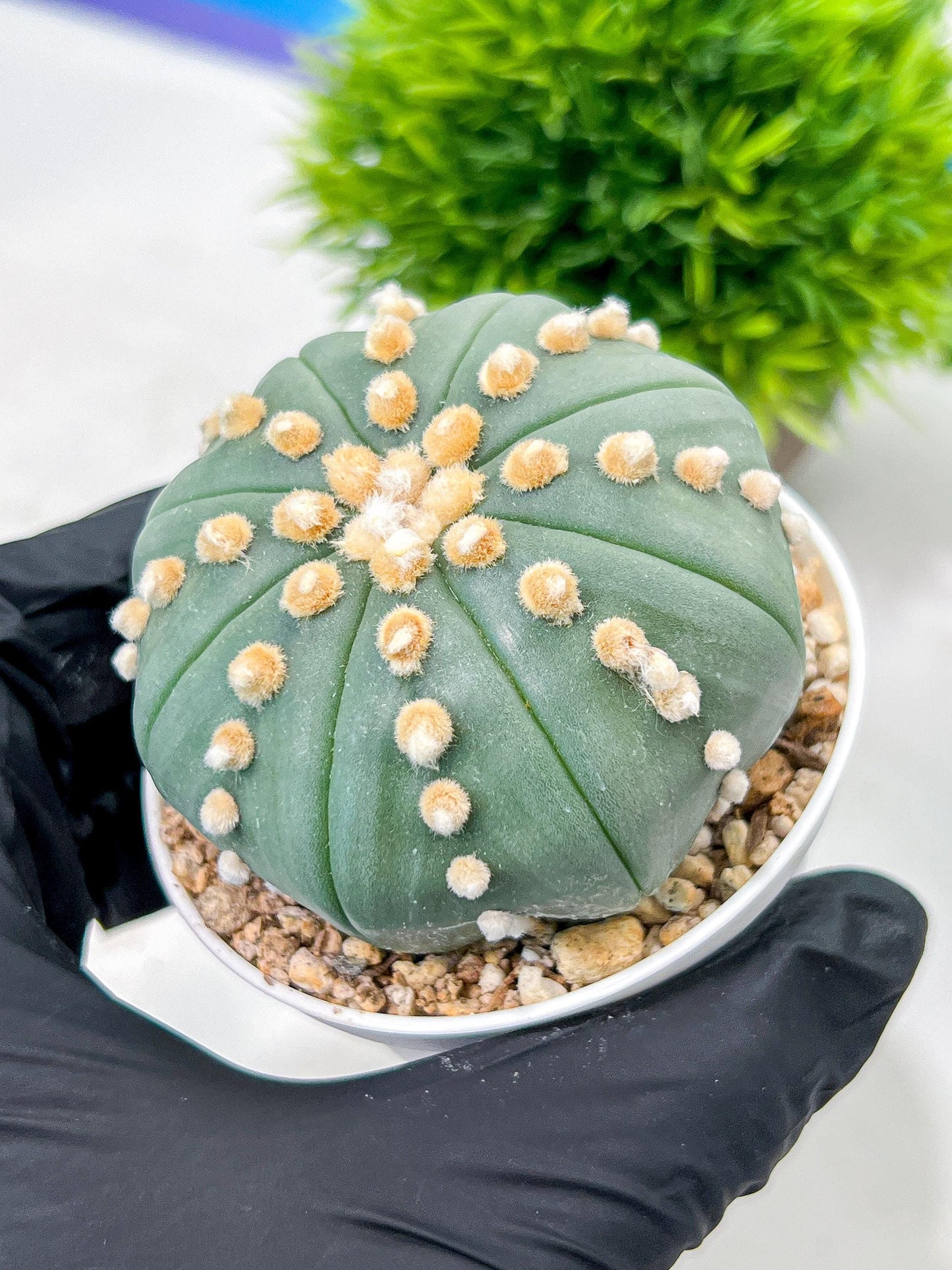 Custom Order- We’ll send you the exact live plant pictured (T10) (p6) | American Plant Seller | 3" Pot