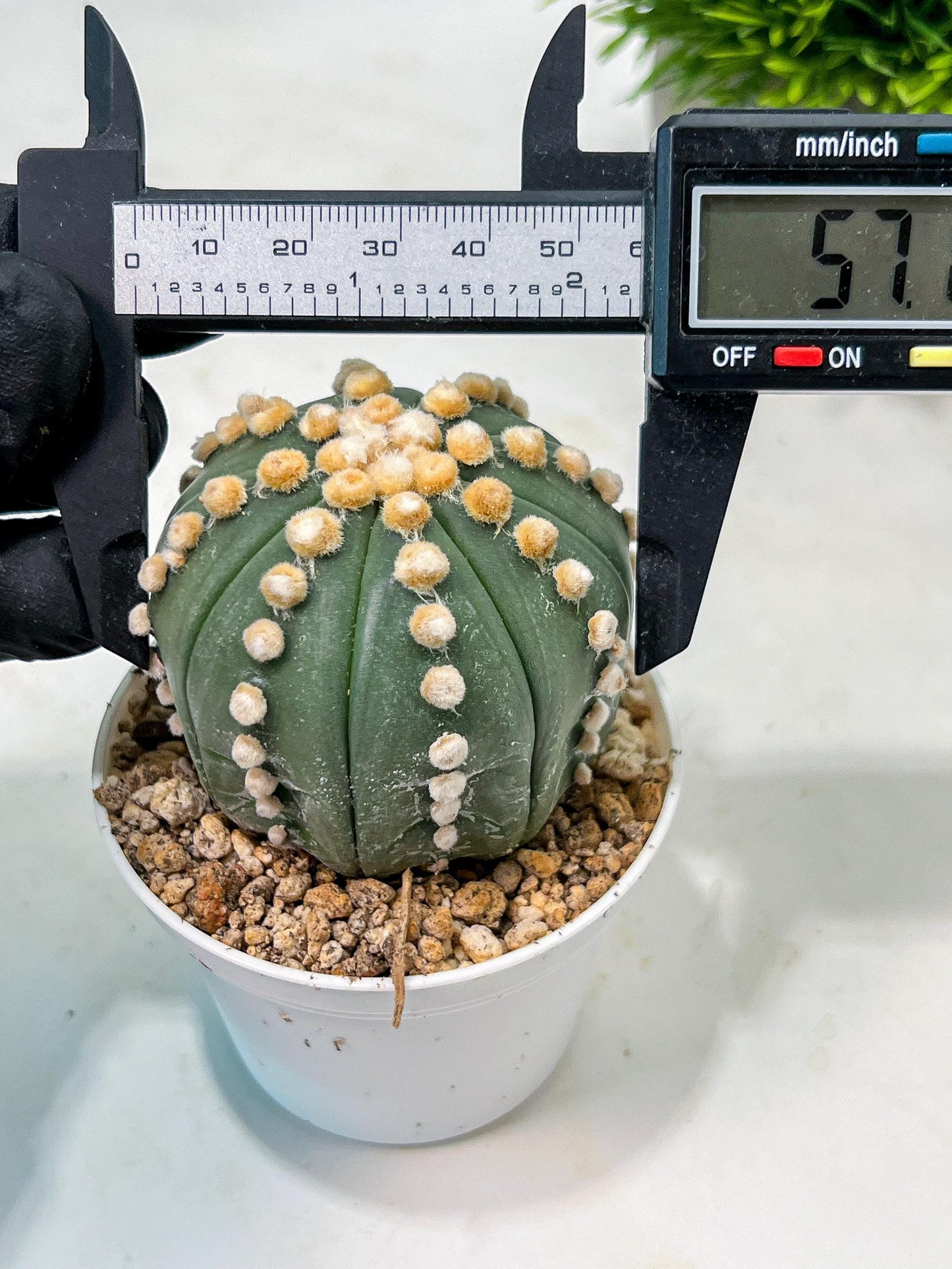 Custom Order- We’ll send you the exact live plant pictured (T10) (p7) | American Plant Seller | 3" Pot