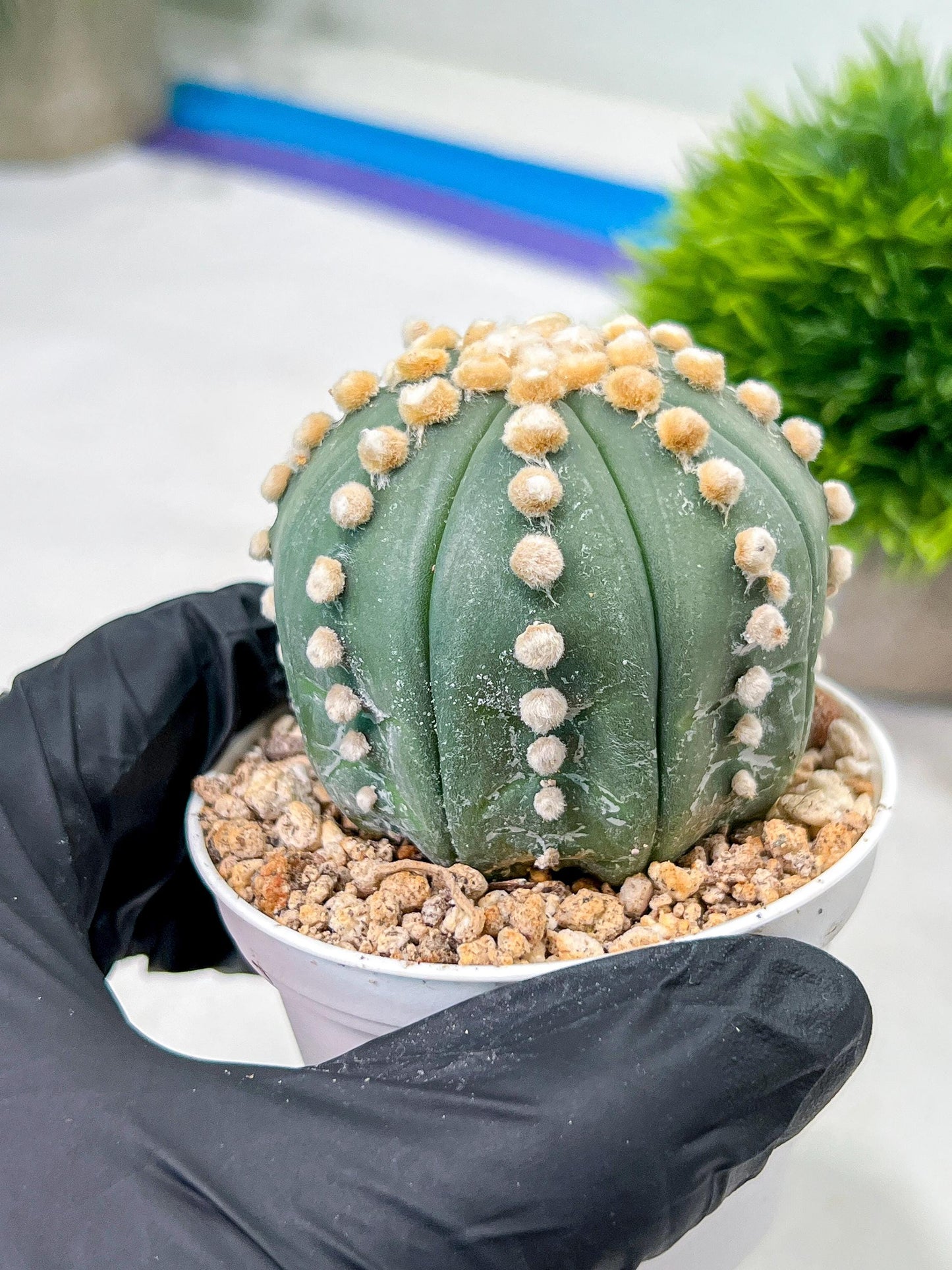 Custom Order- We’ll send you the exact live plant pictured (T10) (p7) | American Plant Seller | 3" Pot