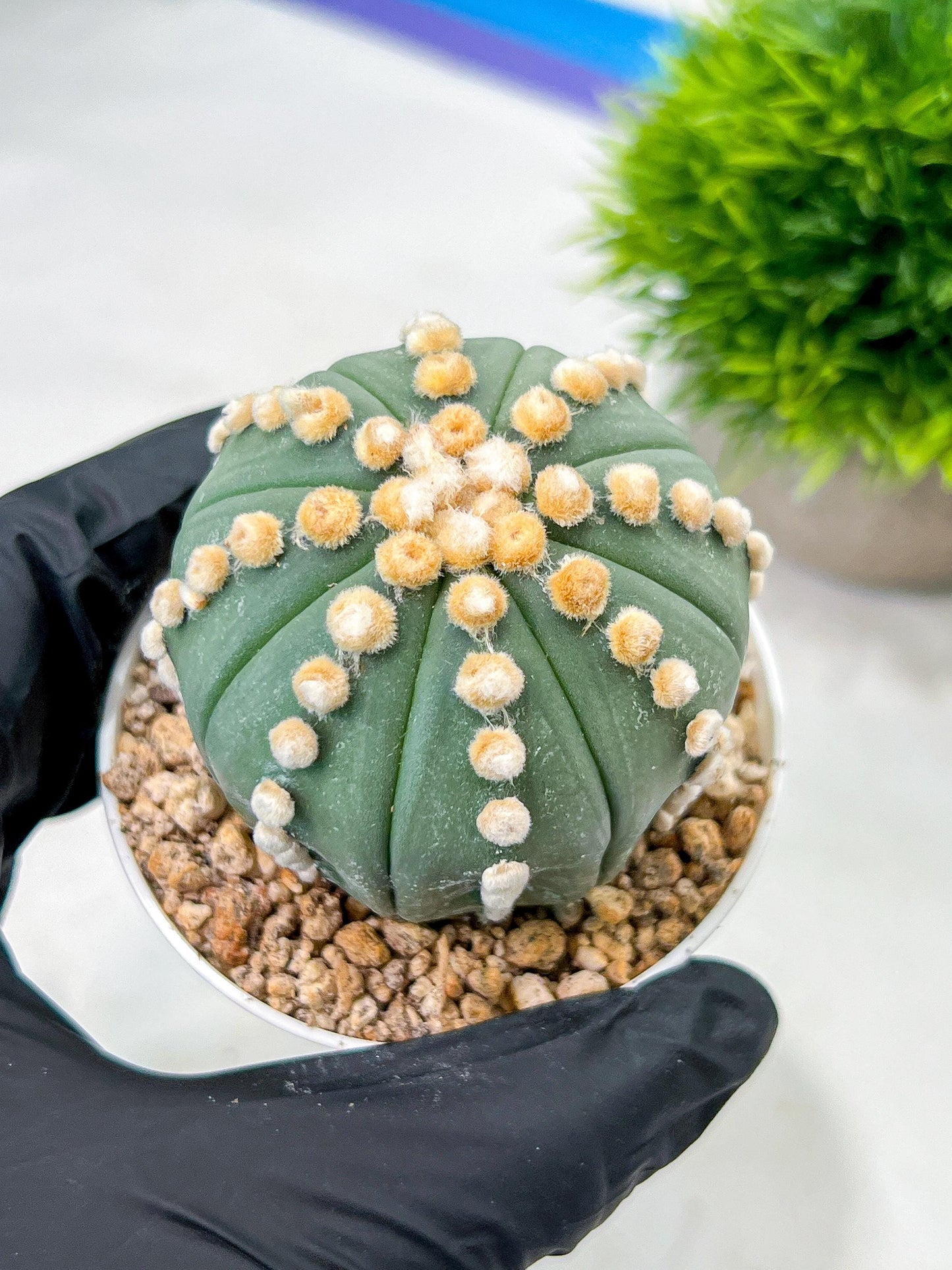 Custom Order- We’ll send you the exact live plant pictured (T10) (p7) | American Plant Seller | 3" Pot