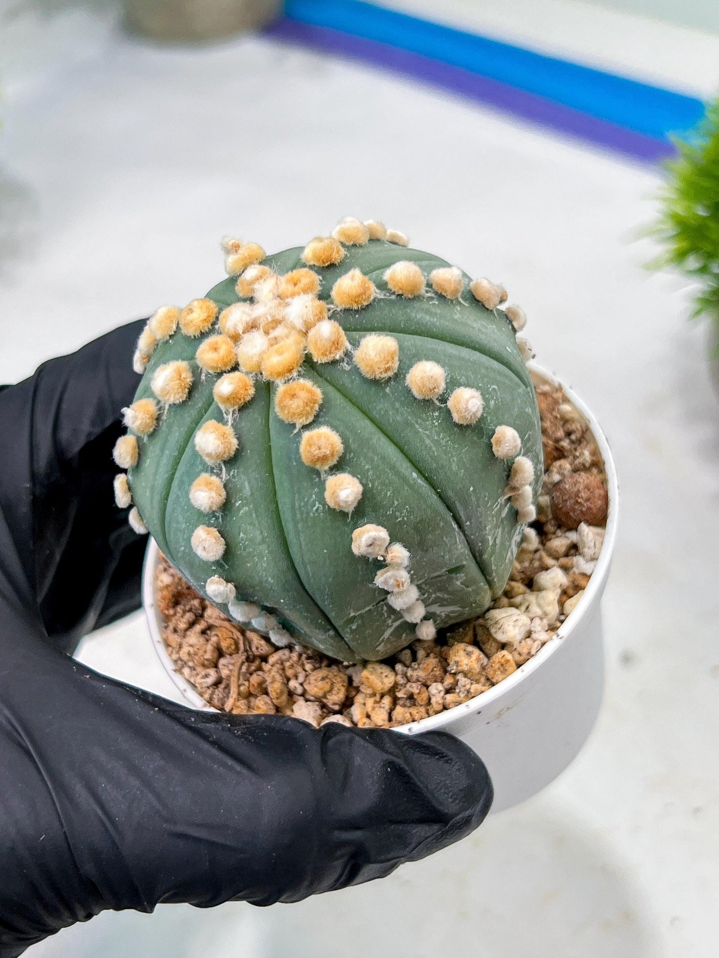 Custom Order- We’ll send you the exact live plant pictured (T10) (p7) | American Plant Seller | 3" Pot