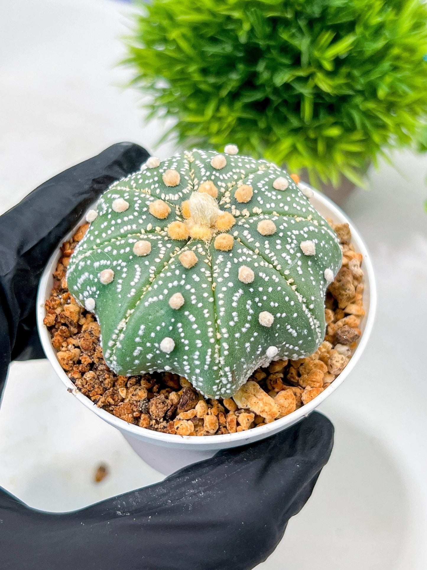 Custom Order- We’ll send you the exact live plant pictured (T10) (y1) | Imported From Japan | 3" Pot