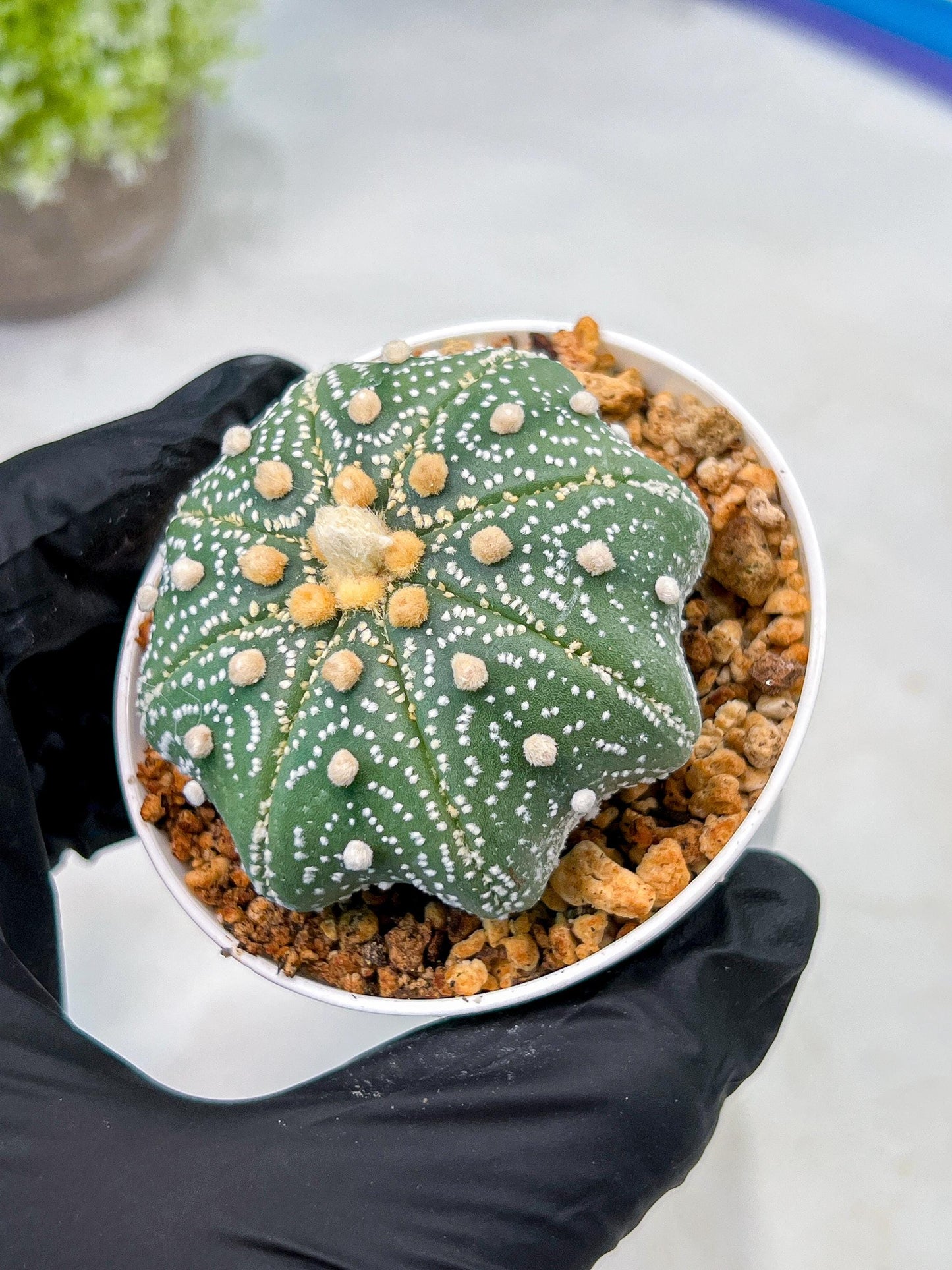 Custom Order- We’ll send you the exact live plant pictured (T10) (y1) | Imported From Japan | 3" Pot