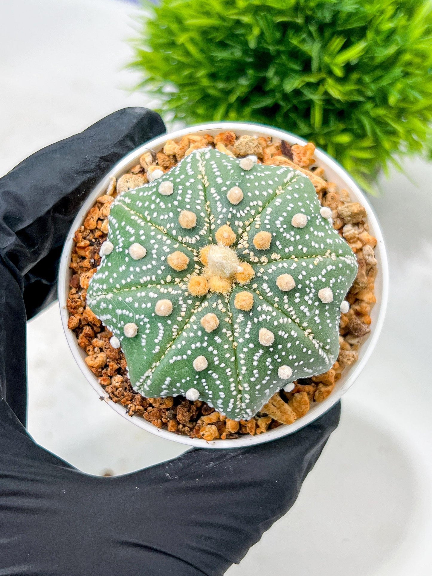 Custom Order- We’ll send you the exact live plant pictured (T10) (y1) | Imported From Japan | 3" Pot