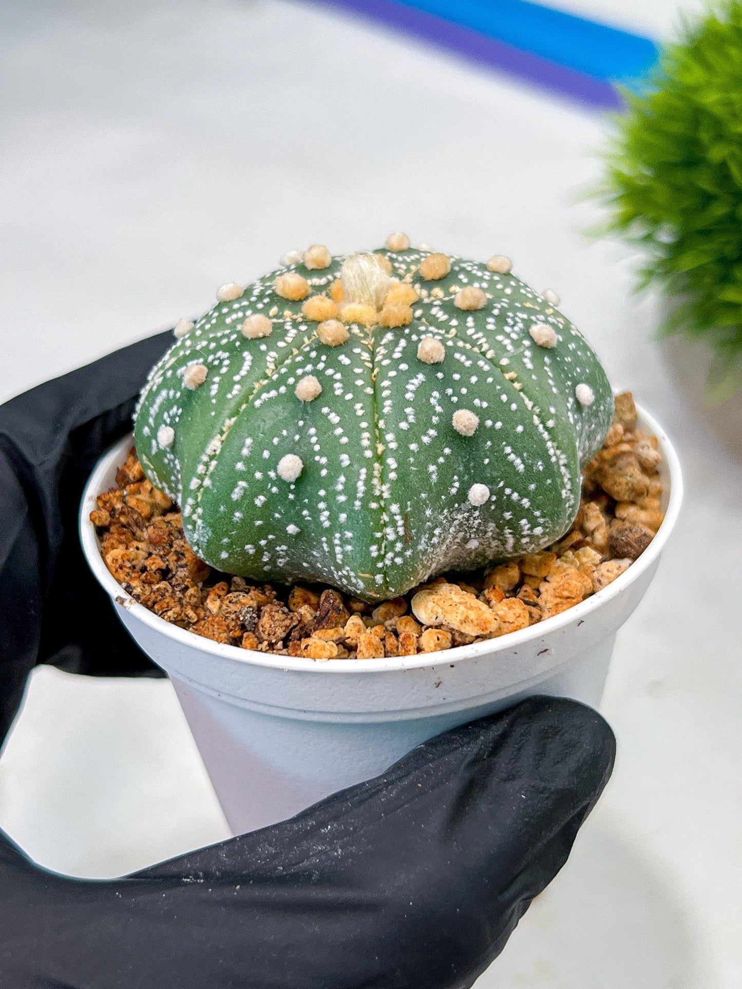 Custom Order- We’ll send you the exact live plant pictured (T10) (y1) | Imported From Japan | 3" Pot