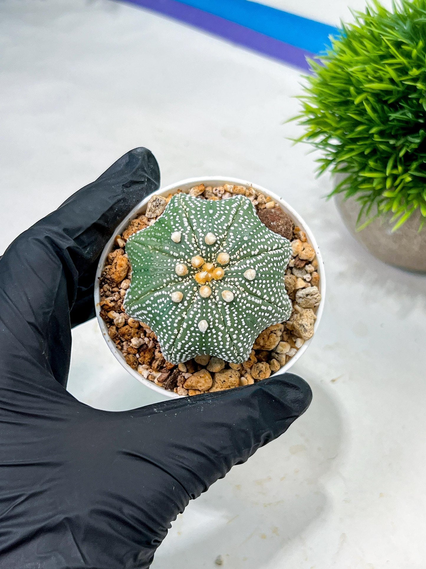 Custom Order- We’ll send you the exact live plant pictured (T10) (y2) | Las Vegas Plant Shop | 3" Pot