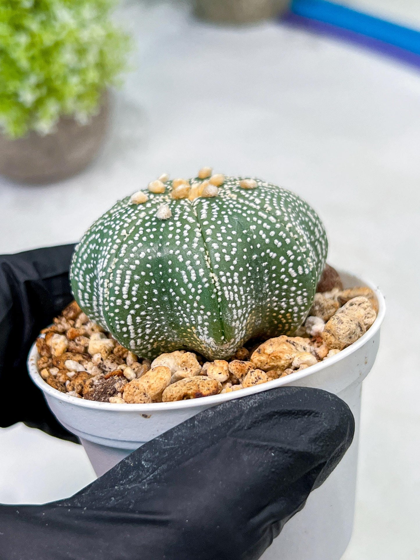 Custom Order- We’ll send you the exact live plant pictured (T10) (y2) | Las Vegas Plant Shop | 3" Pot