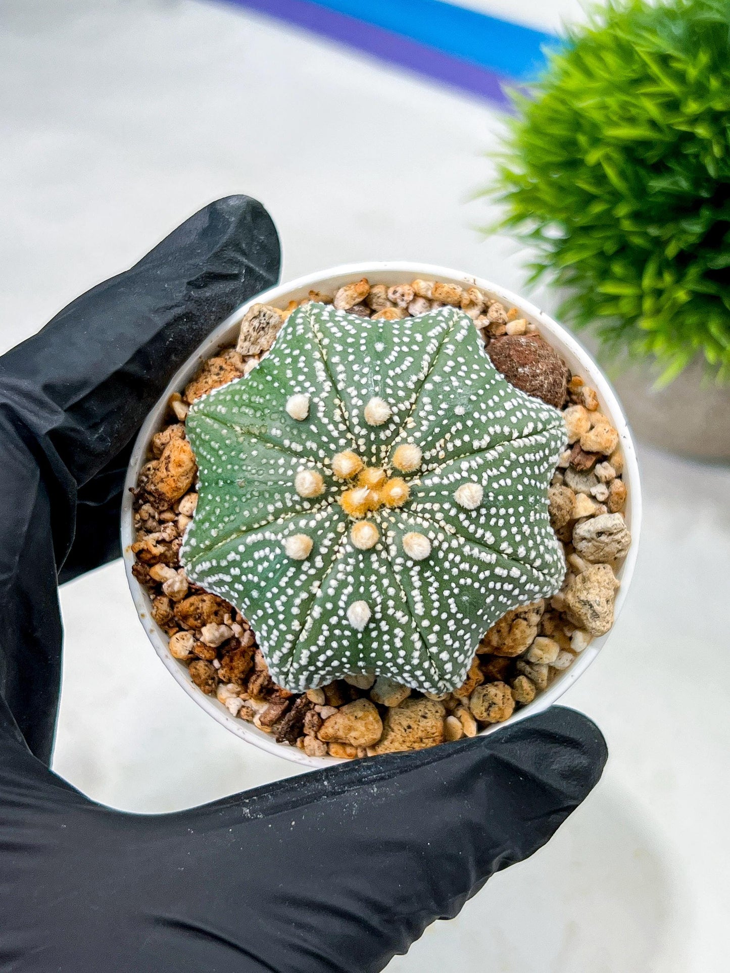 Custom Order- We’ll send you the exact live plant pictured (T10) (y2) | Las Vegas Plant Shop | 3" Pot
