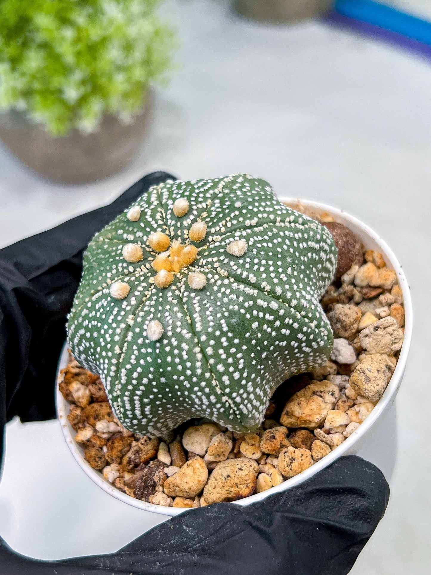 Custom Order- We’ll send you the exact live plant pictured (T10) (y2) | Las Vegas Plant Shop | 3" Pot