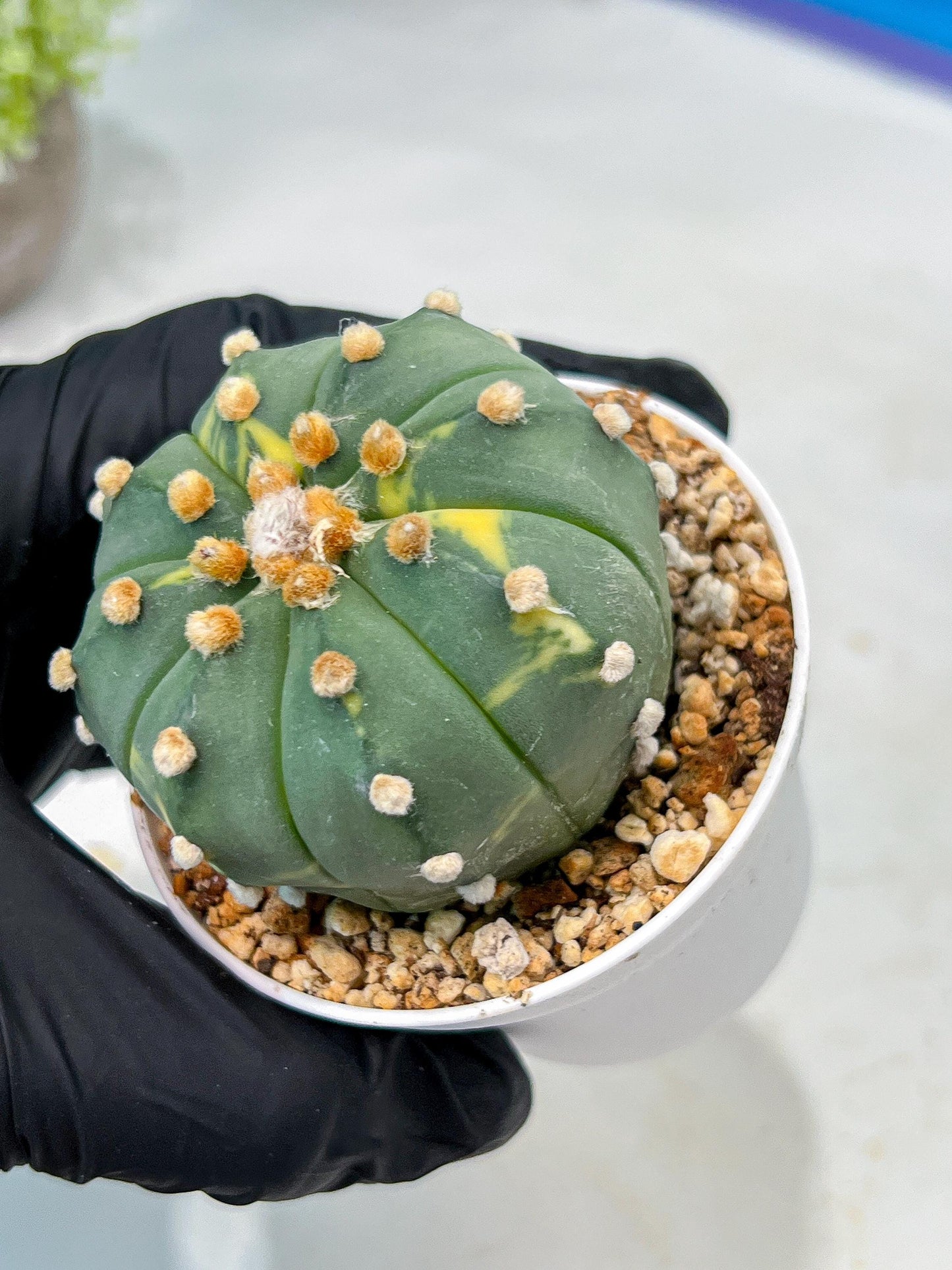 Custom Order- We’ll send you the exact live plant pictured (T10) (y3) | SHIP from USA | 3" Pot