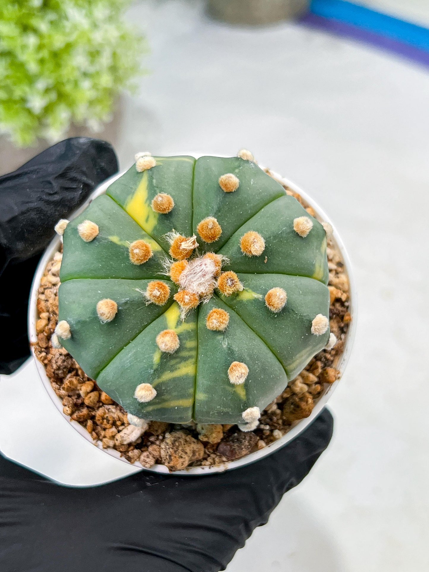 Custom Order- We’ll send you the exact live plant pictured (T10) (y3) | SHIP from USA | 3" Pot