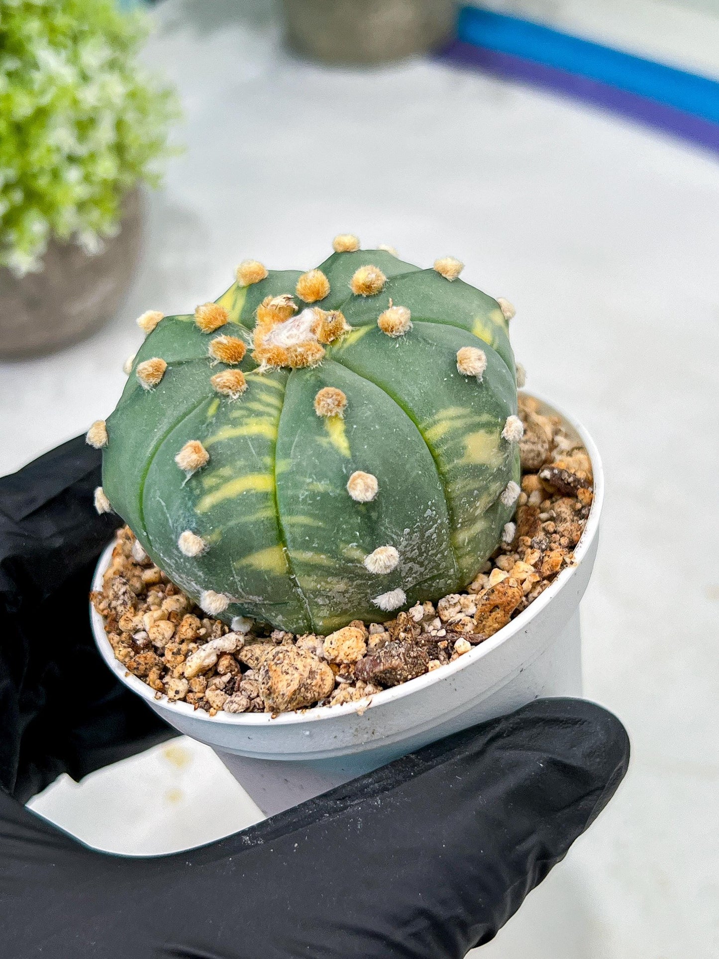 Custom Order- We’ll send you the exact live plant pictured (T10) (y3) | SHIP from USA | 3" Pot