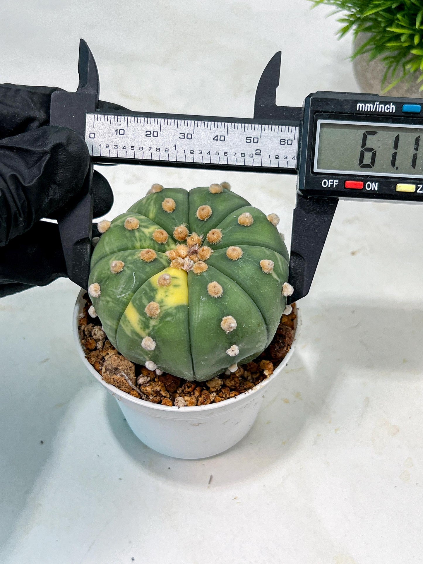 Custom Order- We’ll send you the exact live plant pictured (T10) (y5) | Las Vegas Plant Shp | 3" Pot