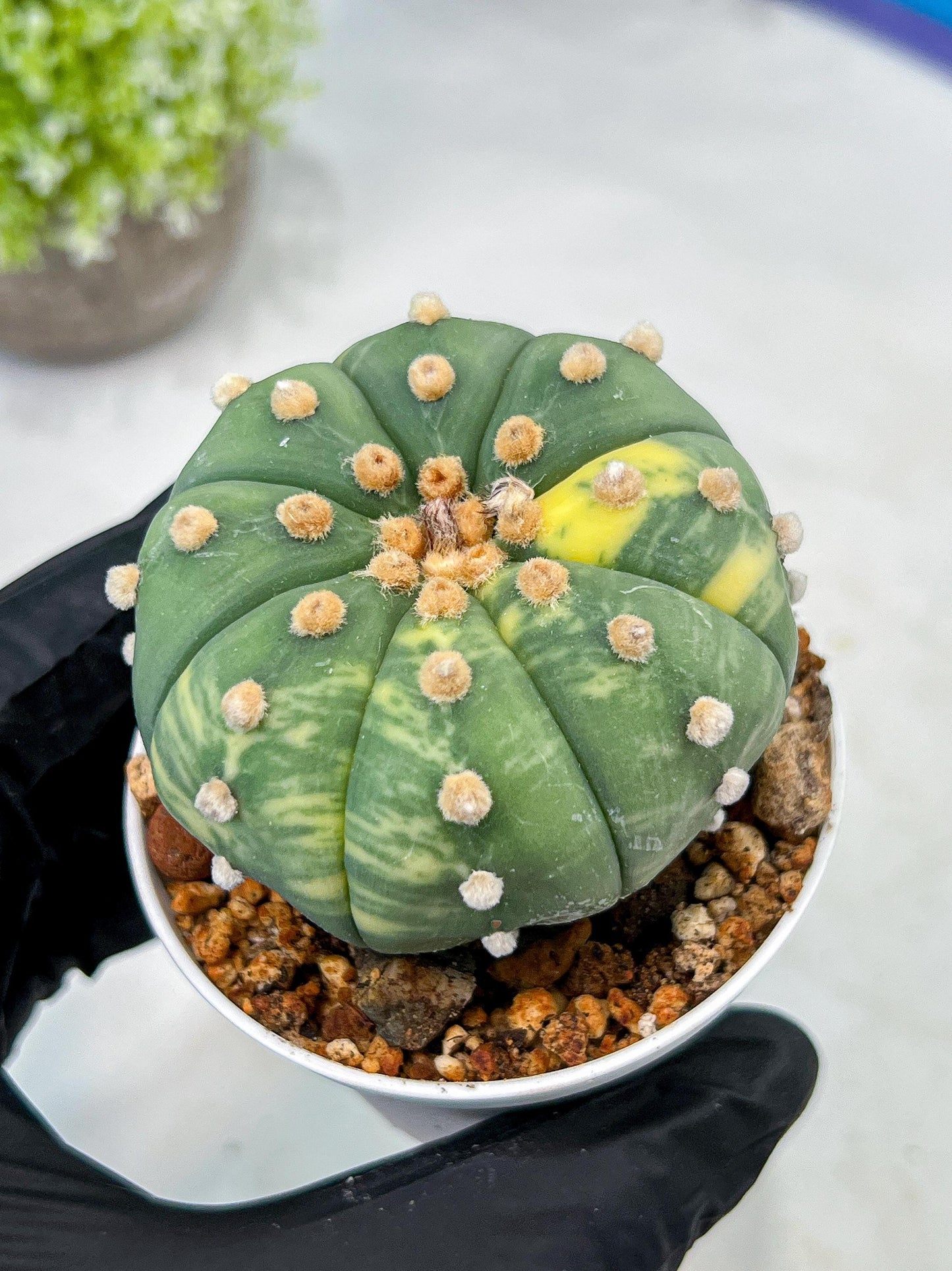 Custom Order- We’ll send you the exact live plant pictured (T10) (y5) | Las Vegas Plant Shp | 3" Pot
