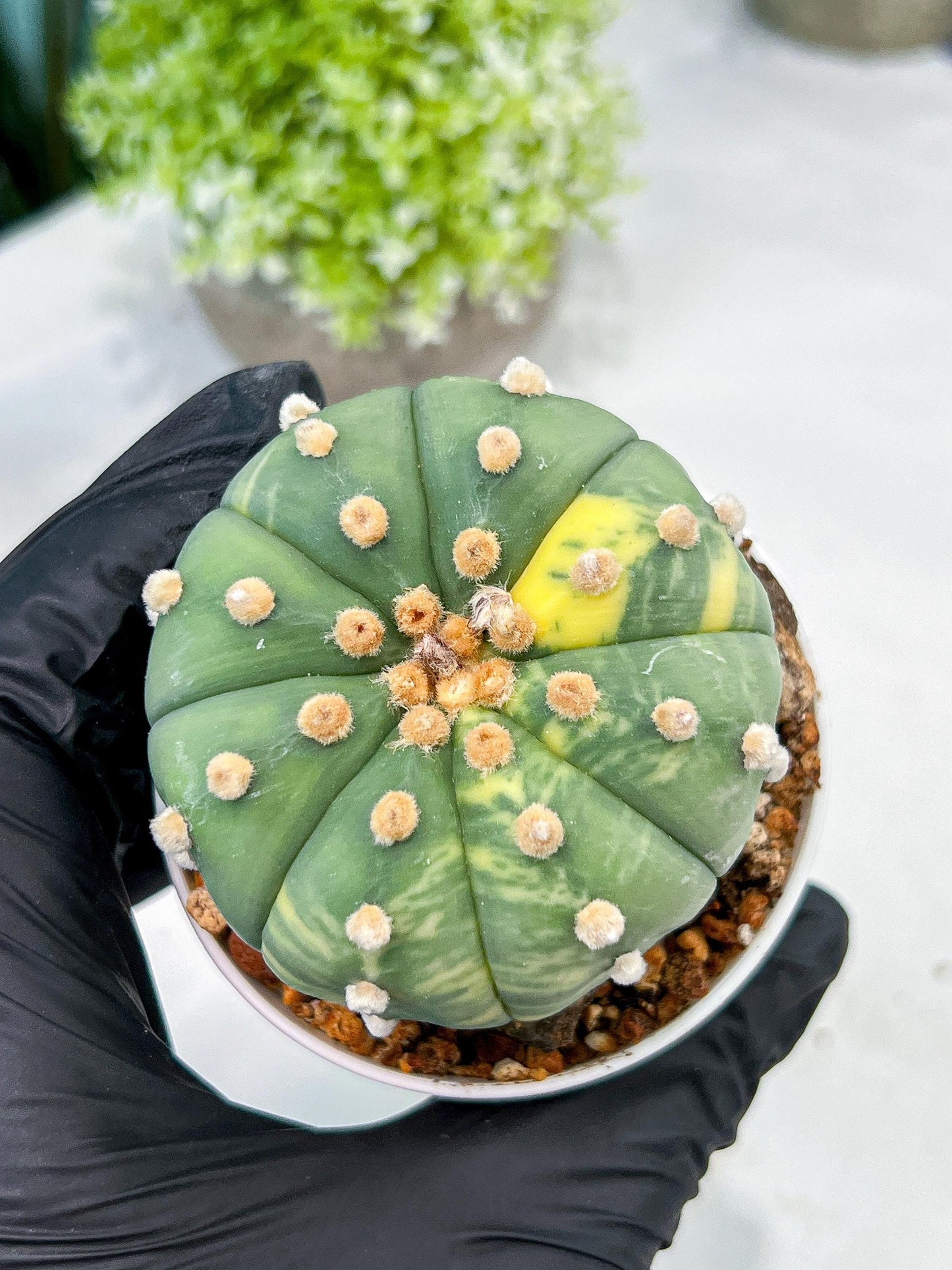 Custom Order- We’ll send you the exact live plant pictured (T10) (y5) | Las Vegas Plant Shp | 3" Pot