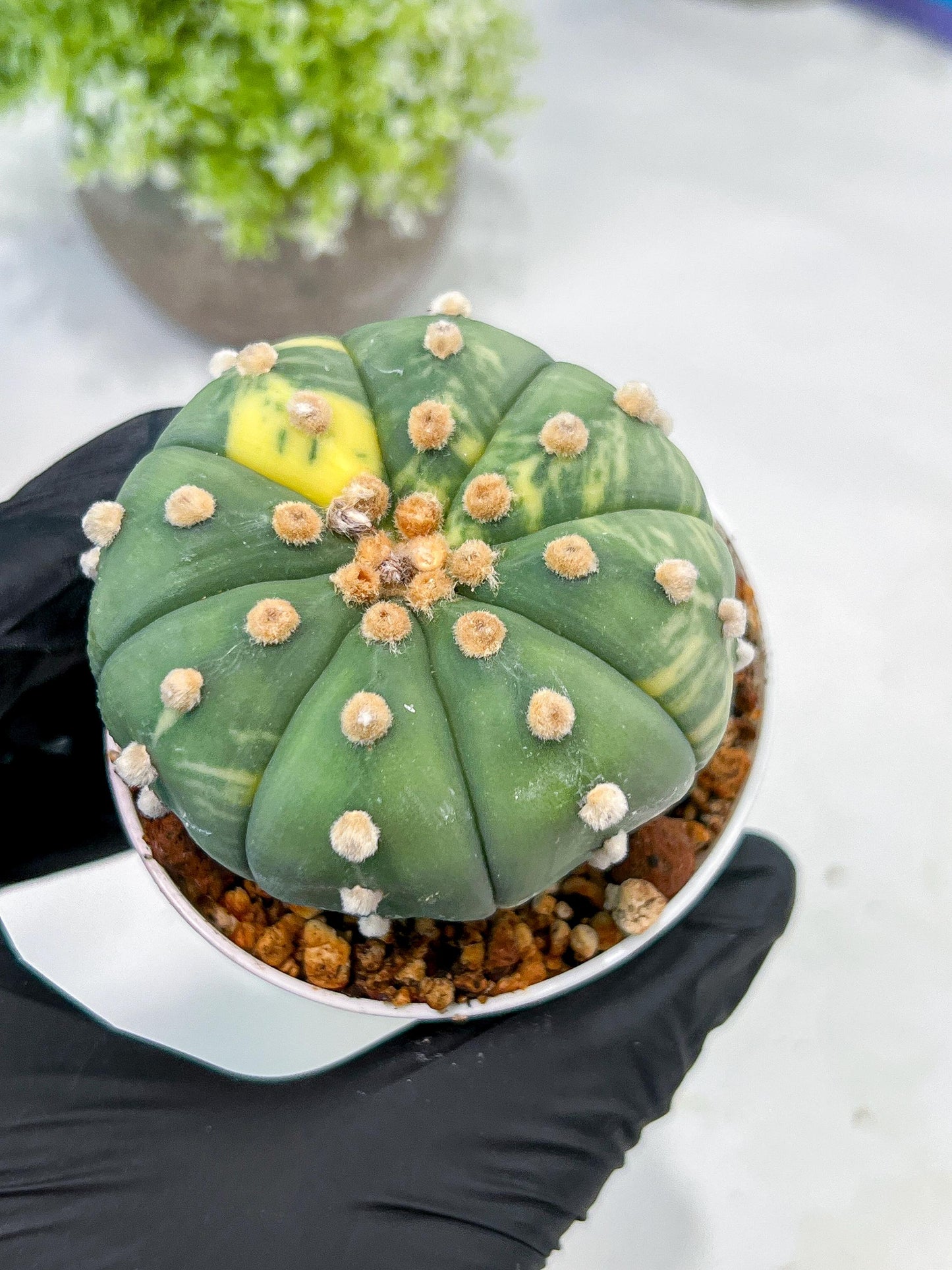 Custom Order- We’ll send you the exact live plant pictured (T10) (y5) | Las Vegas Plant Shp | 3" Pot