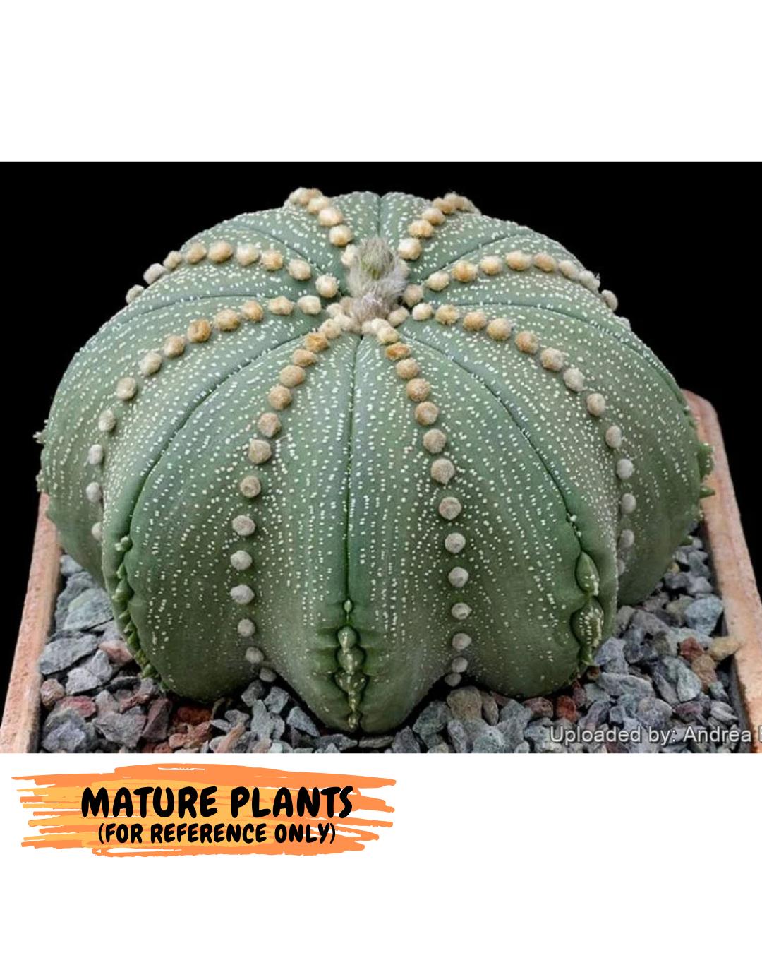 Custom Order- We’ll send you the exact live plant pictured (T10) (y1) | Imported From Japan | 3" Pot