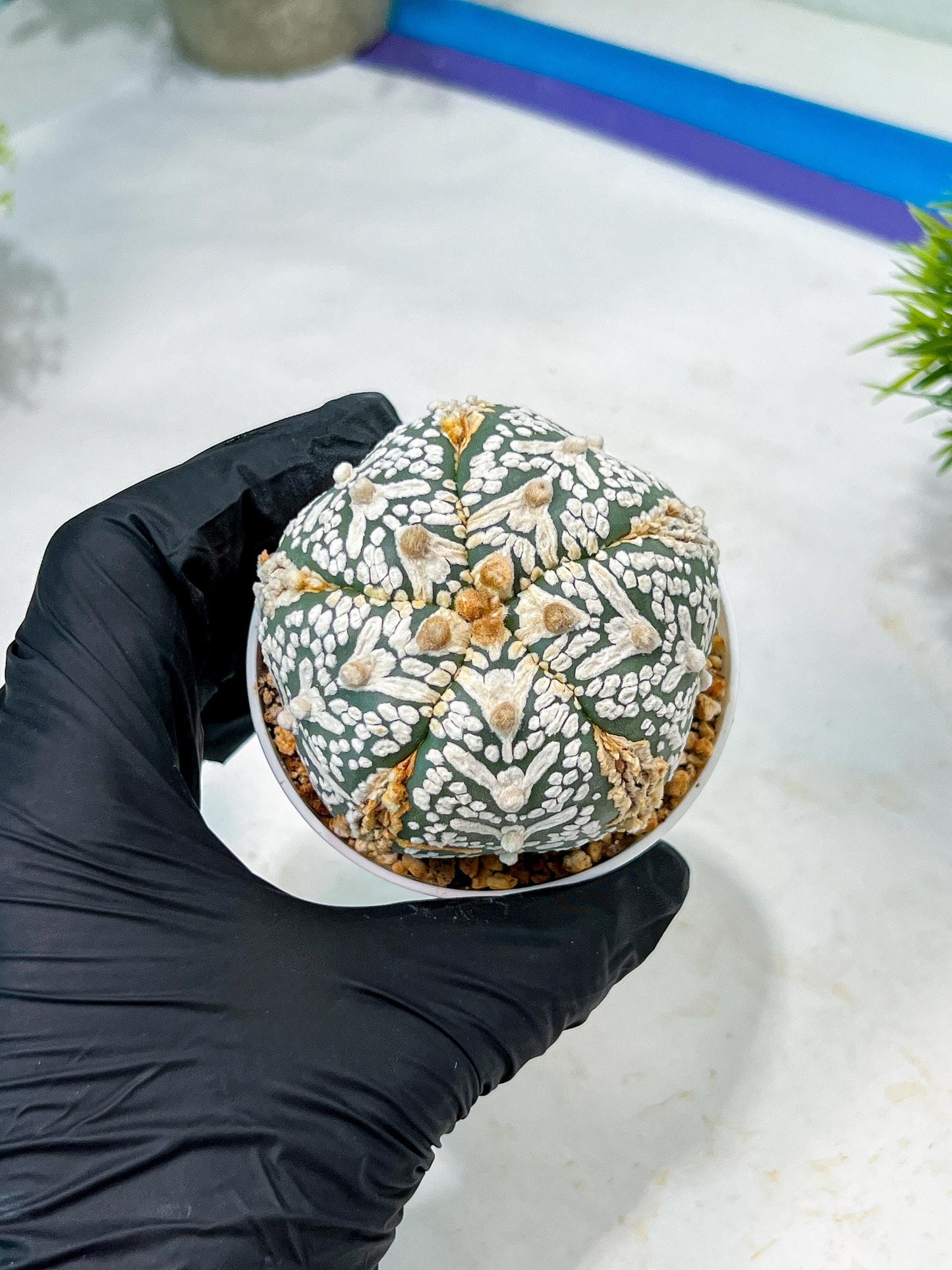 Custom Order- We’ll send you the exact live plant pictured (T10) (b1) | Imported From Japan | 3" Pot