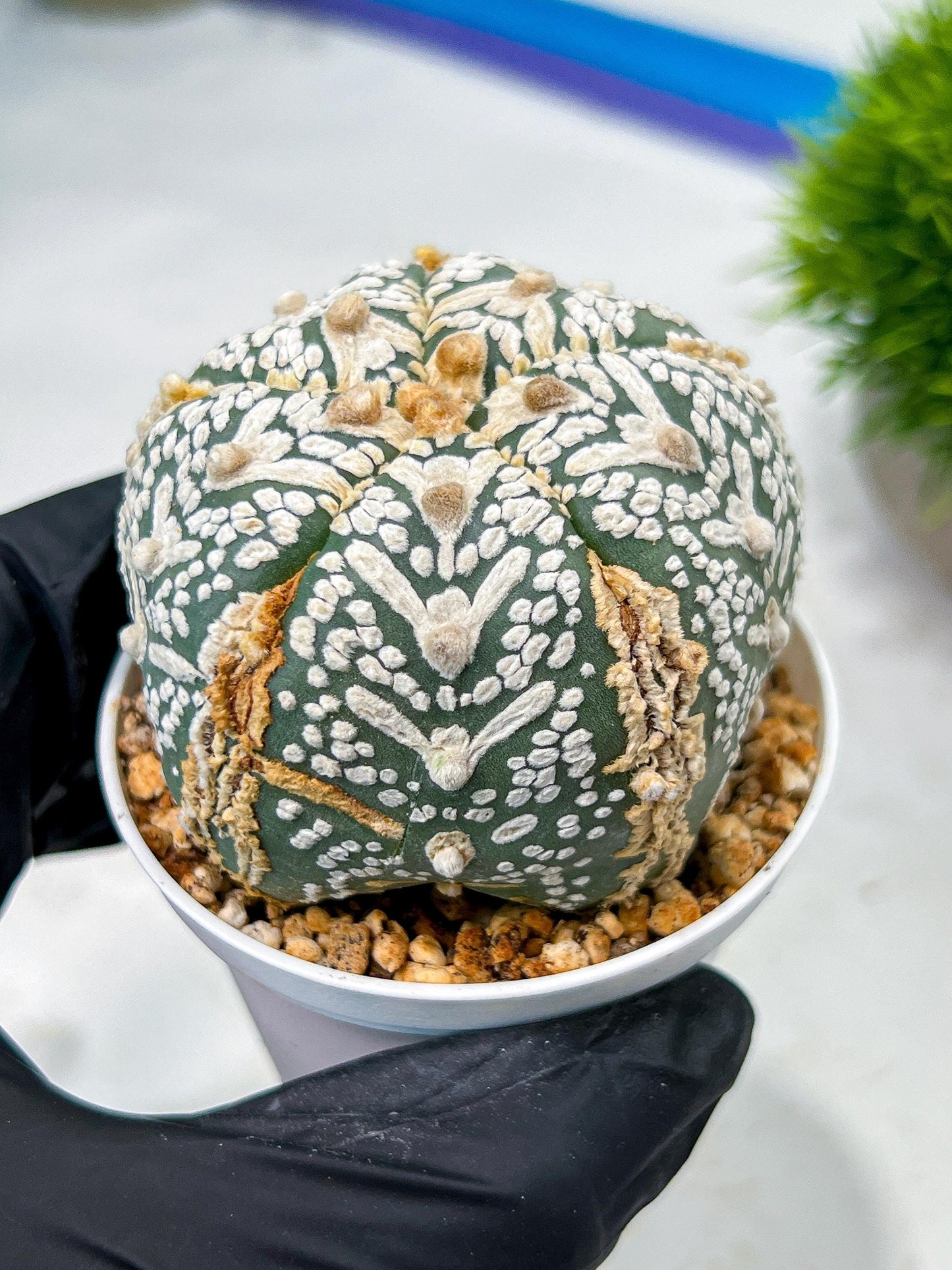 Custom Order- We’ll send you the exact live plant pictured (T10) (b1) | Imported From Japan | 3" Pot