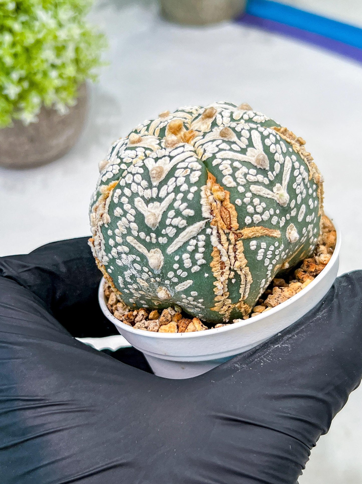 Custom Order- We’ll send you the exact live plant pictured (T10) (b1) | Imported From Japan | 3" Pot