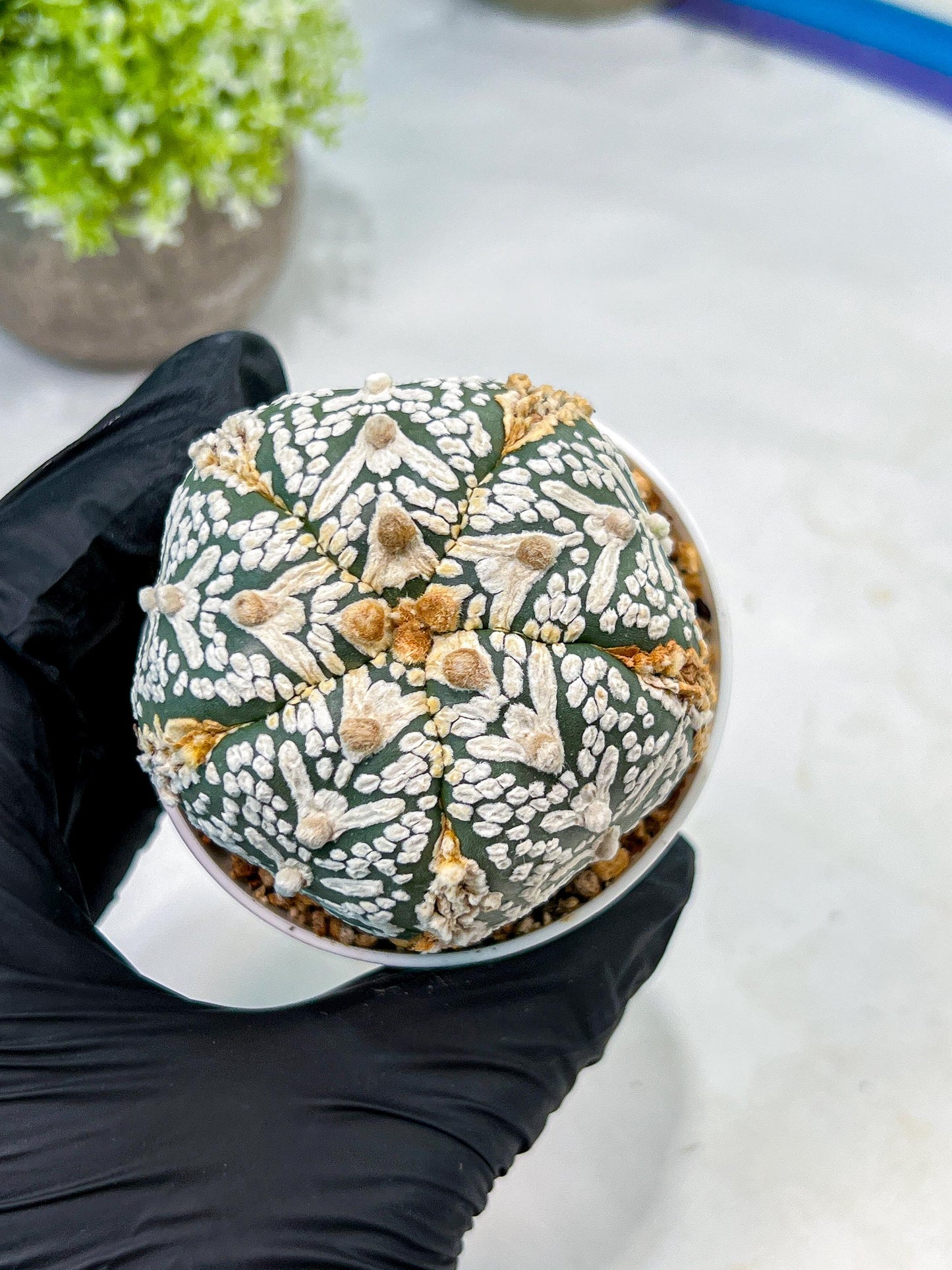 Custom Order- We’ll send you the exact live plant pictured (T10) (b1) | Imported From Japan | 3" Pot