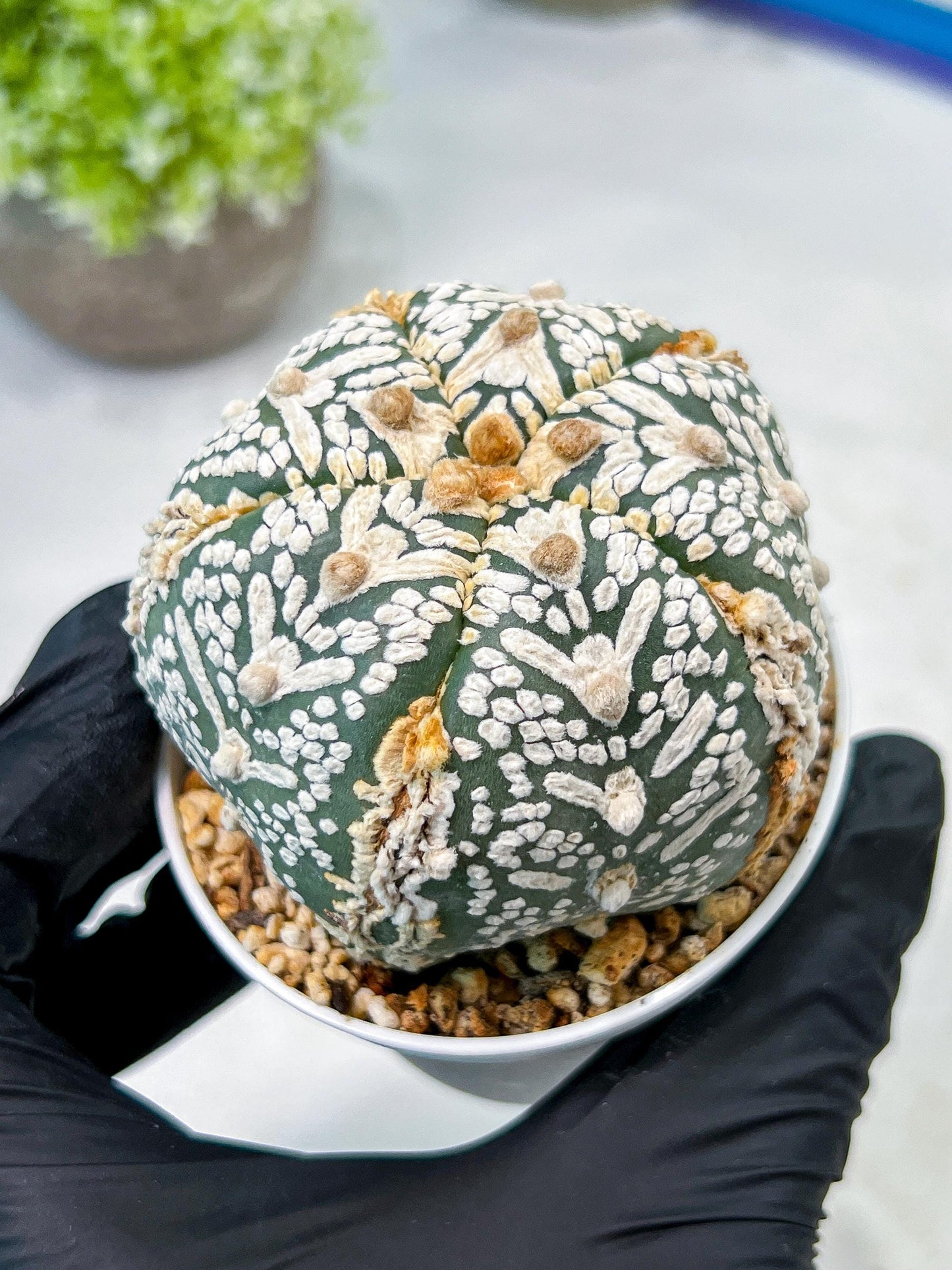 Custom Order- We’ll send you the exact live plant pictured (T10) (b1) | Imported From Japan | 3" Pot
