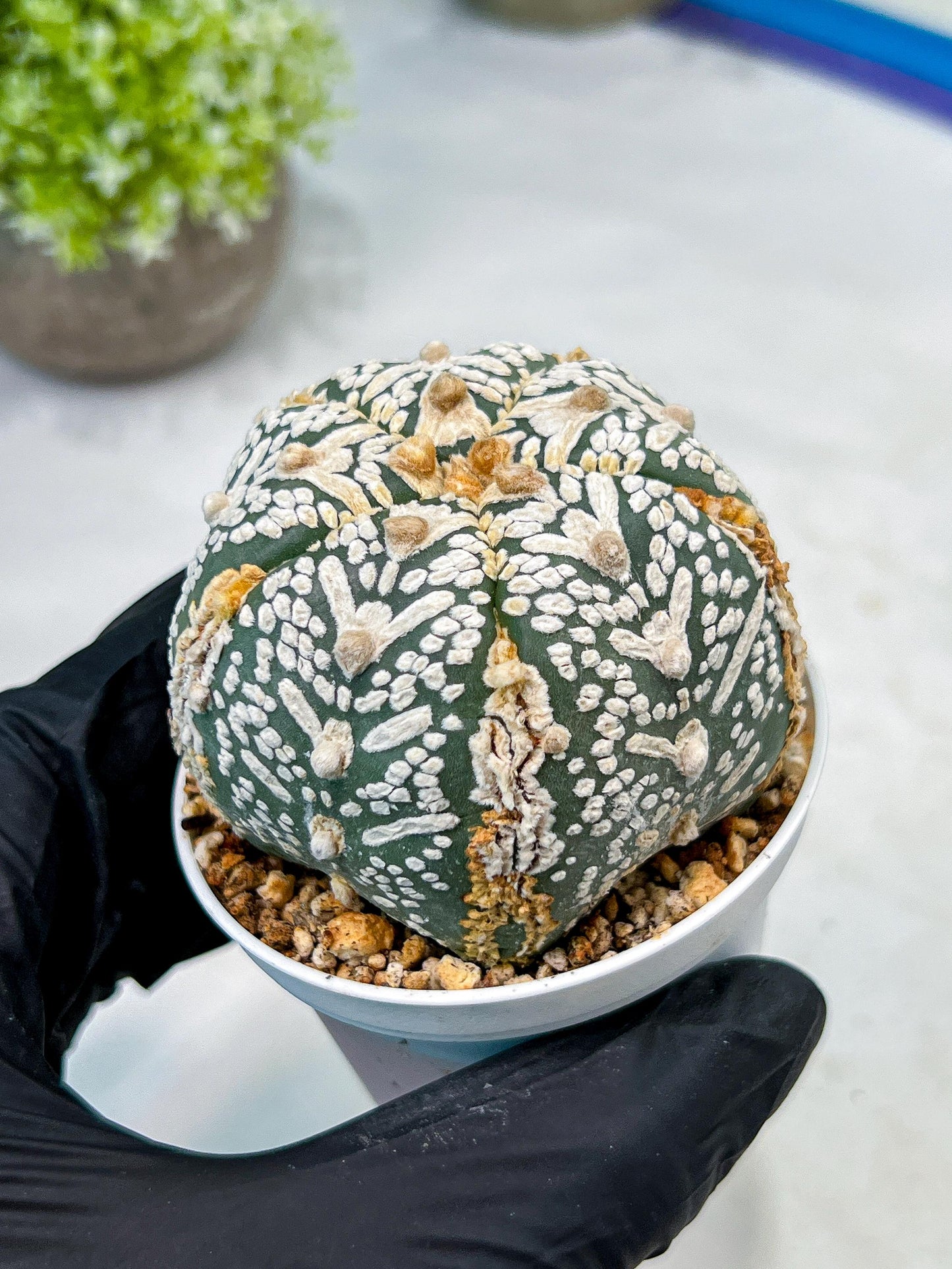 Custom Order- We’ll send you the exact live plant pictured (T10) (b1) | Imported From Japan | 3" Pot