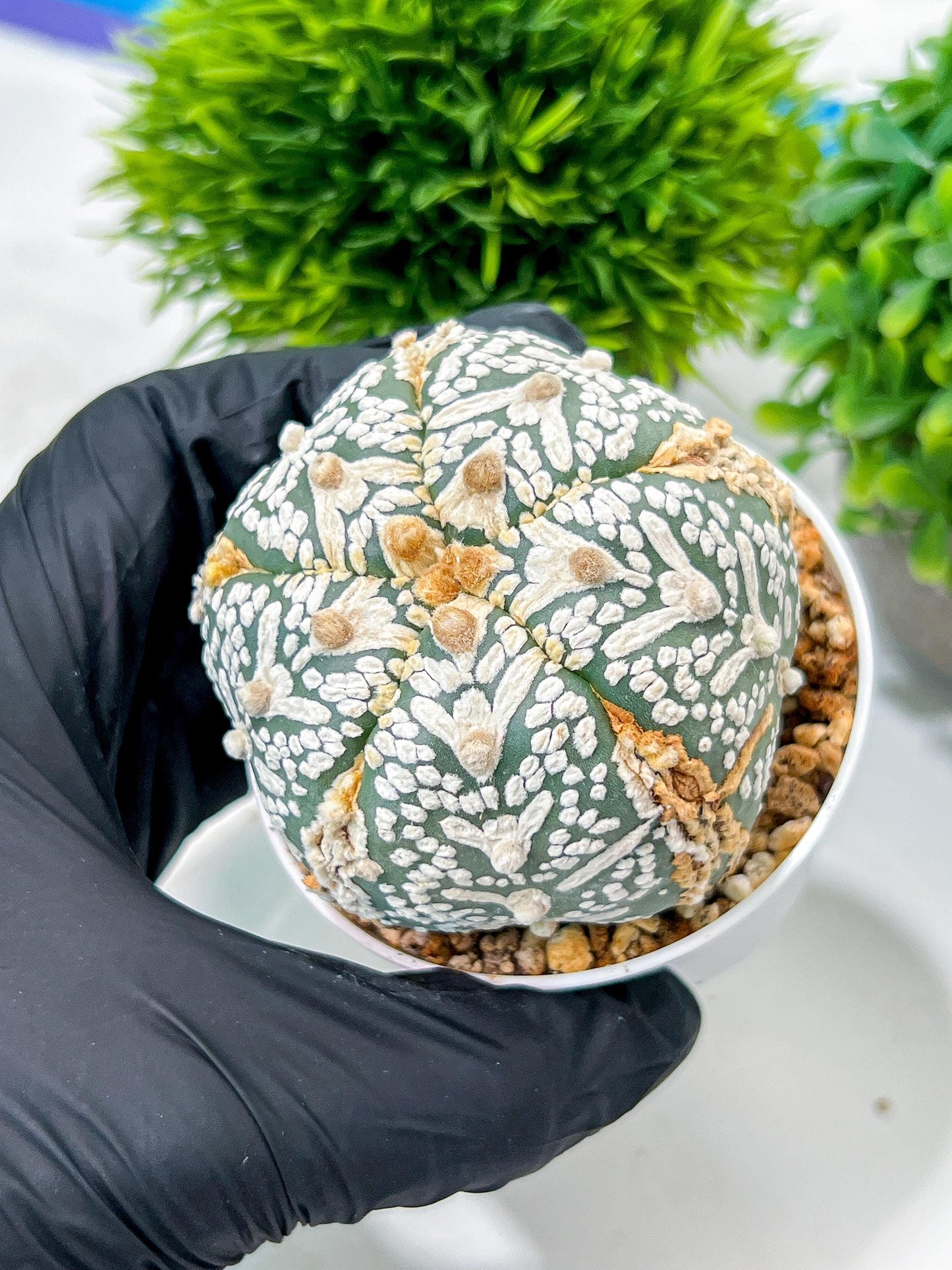 Custom Order- We’ll send you the exact live plant pictured (T10) (b1) | Imported From Japan | 3" Pot