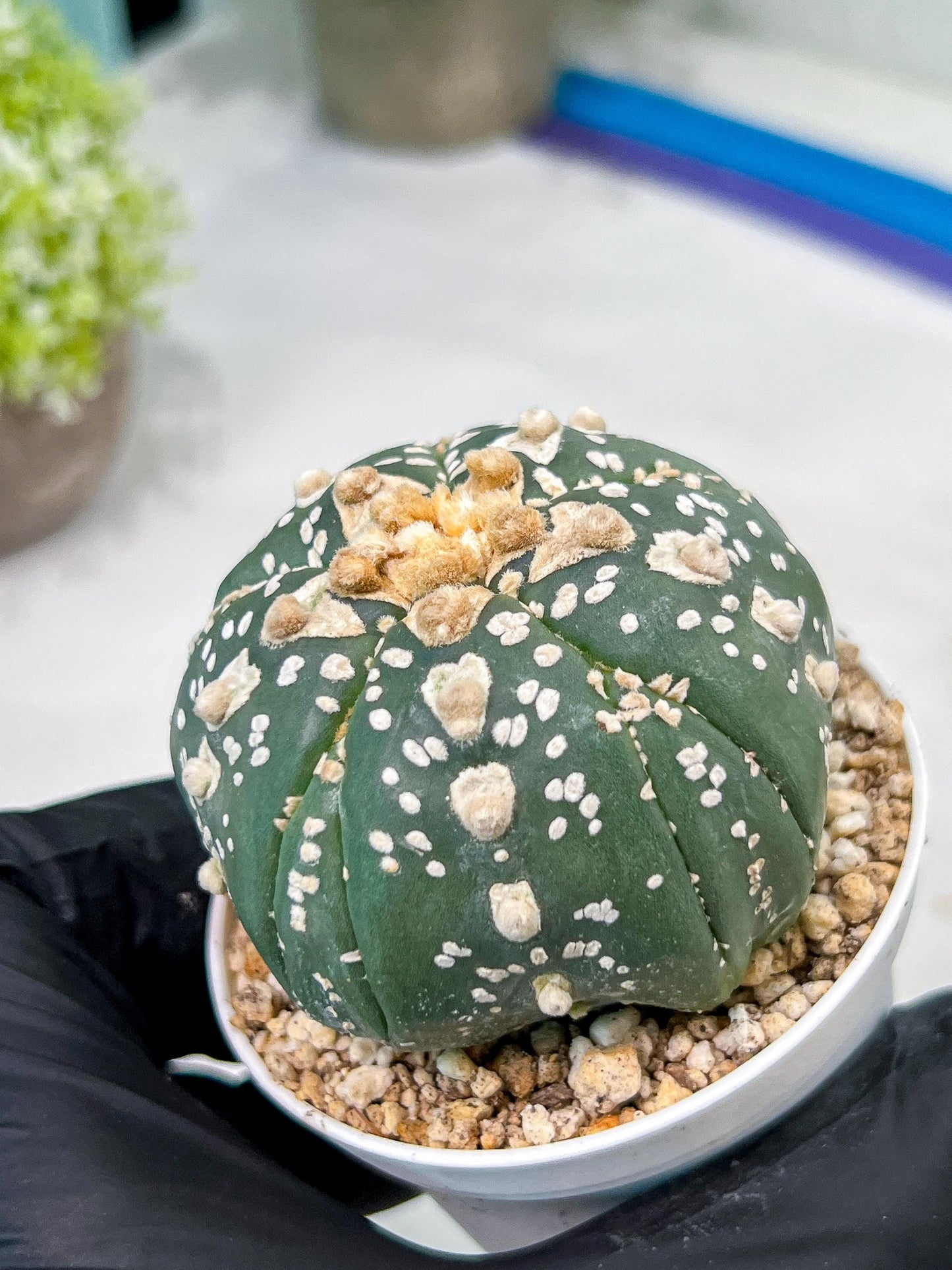 Custom Order- We’ll send you the exact live plant pictured (T10) (b2) | Las Vegas Plant Shop | 3" Pot