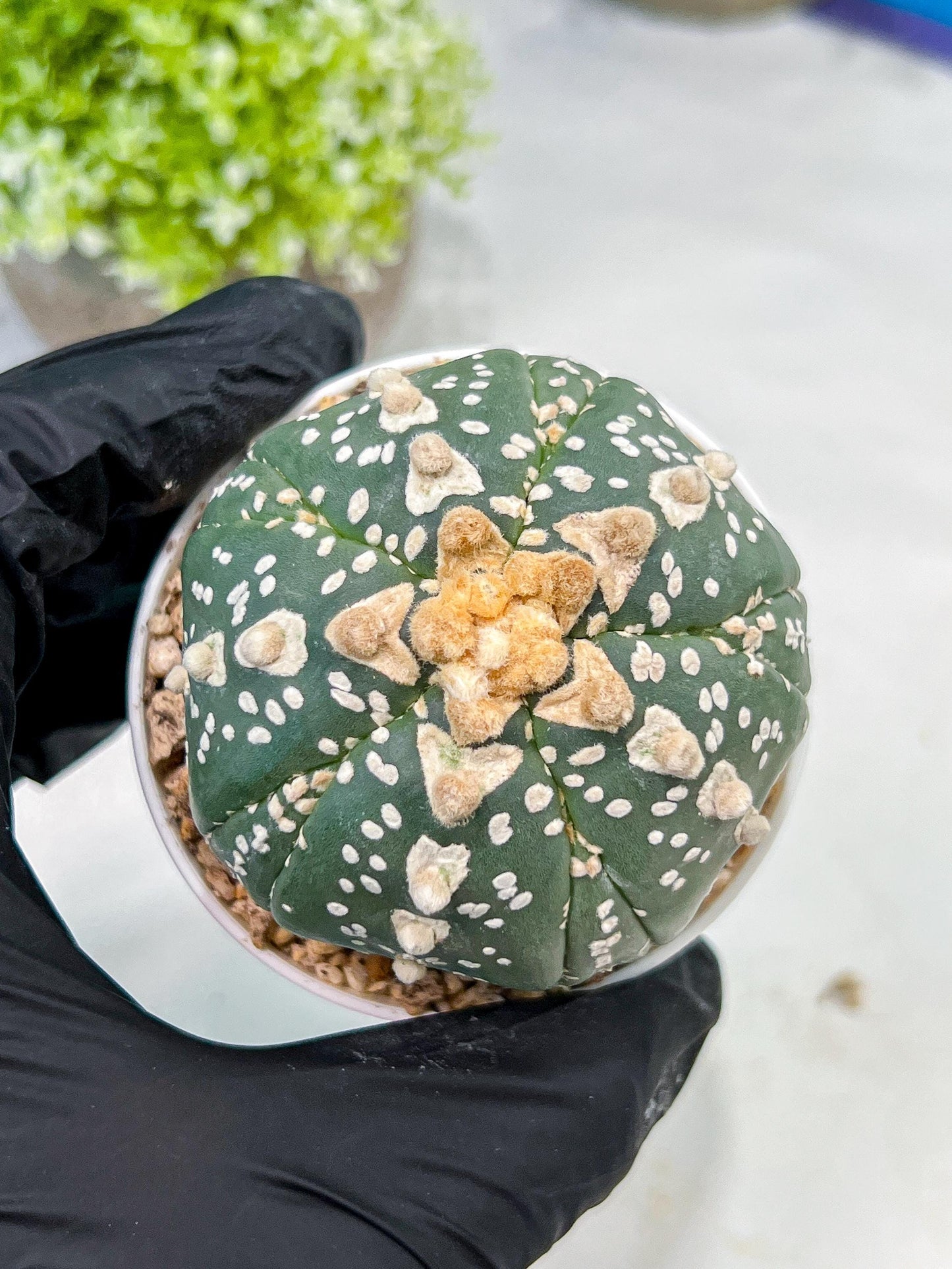Custom Order- We’ll send you the exact live plant pictured (T10) (b2) | Las Vegas Plant Shop | 3" Pot