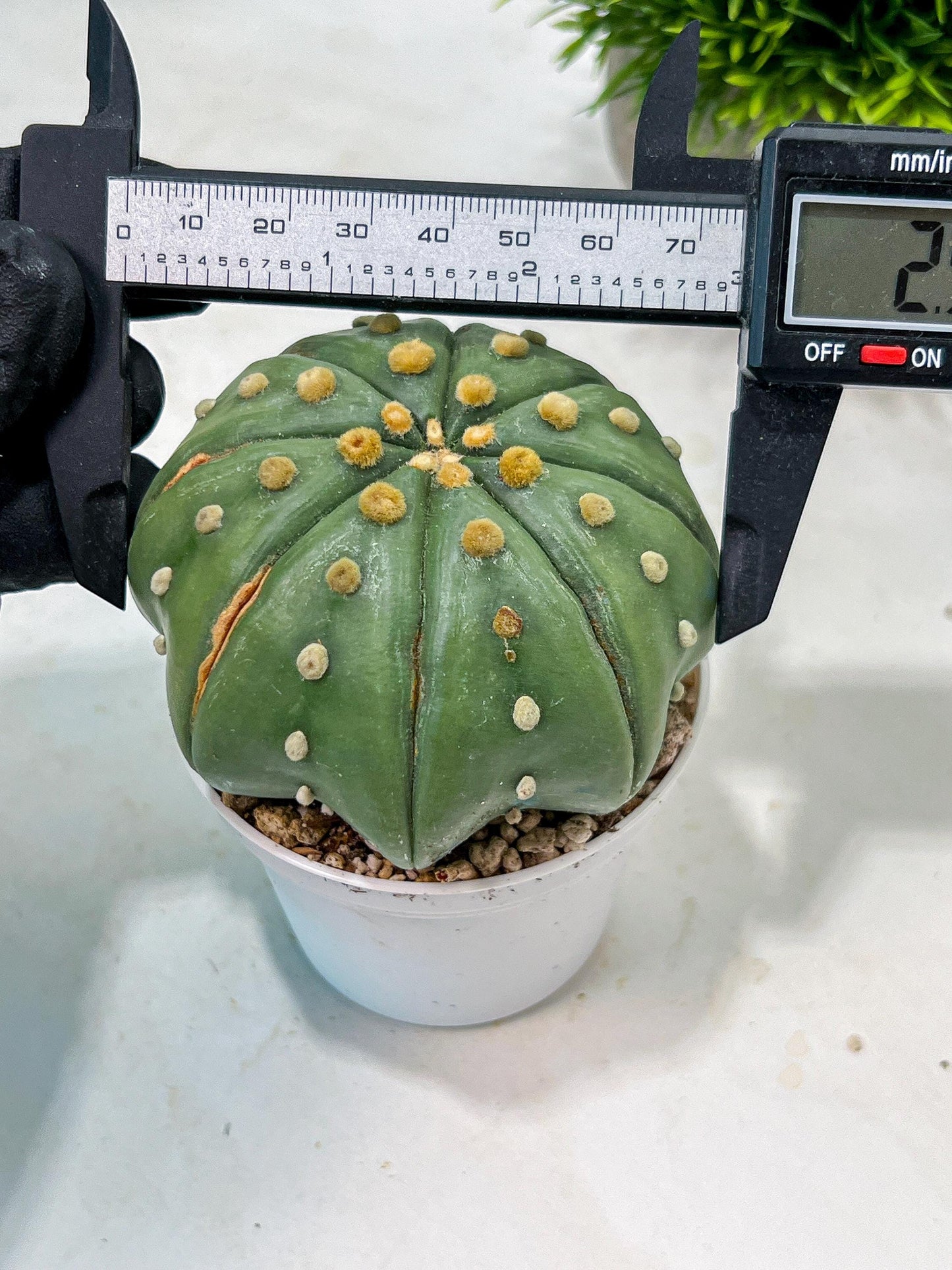 Custom Order- We’ll send you the exact live plant pictured (T10) (b3) | SHIP from USA | 3" Pot