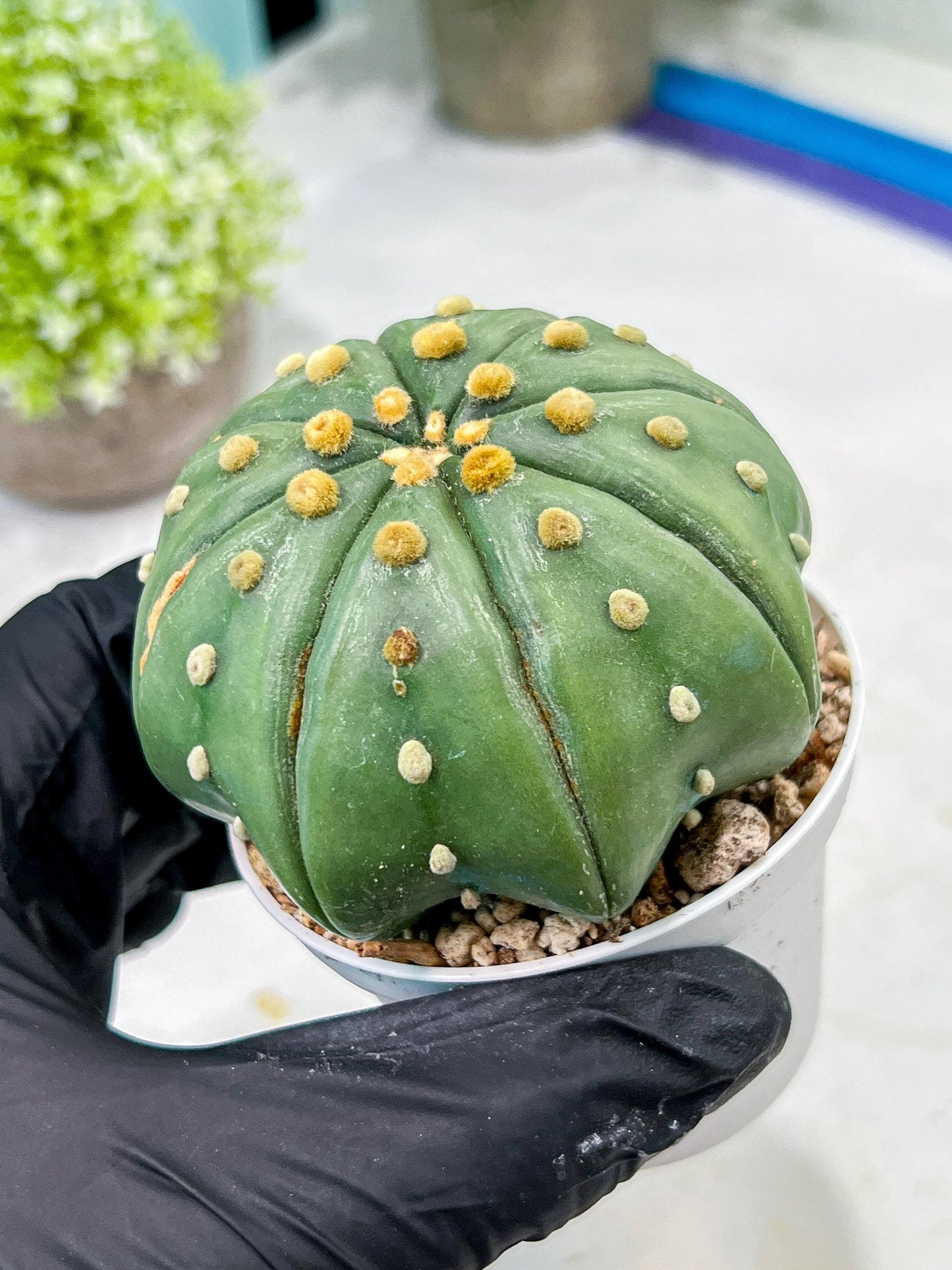 Custom Order- We’ll send you the exact live plant pictured (T10) (b3) | SHIP from USA | 3" Pot