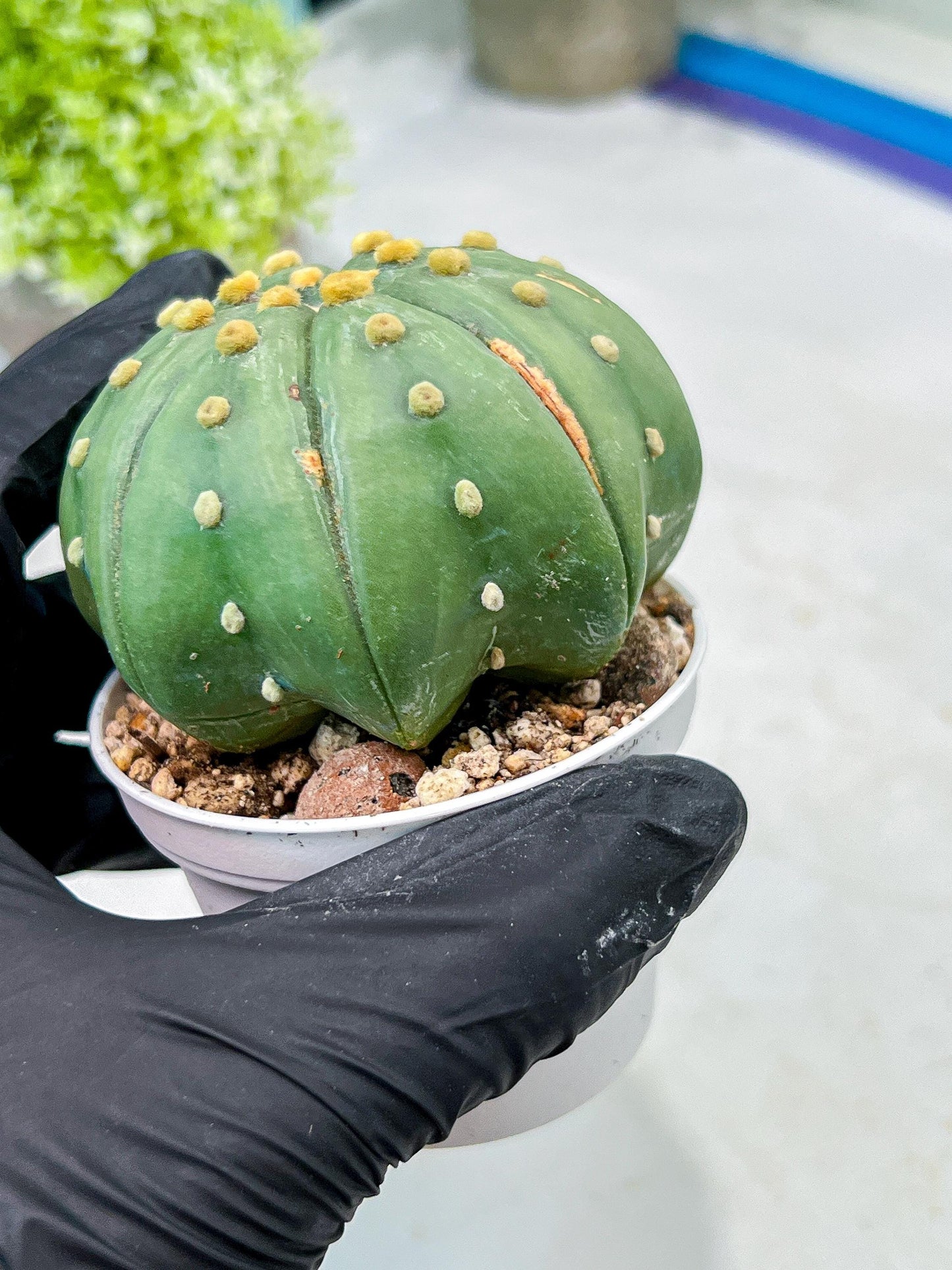 Custom Order- We’ll send you the exact live plant pictured (T10) (b3) | SHIP from USA | 3" Pot